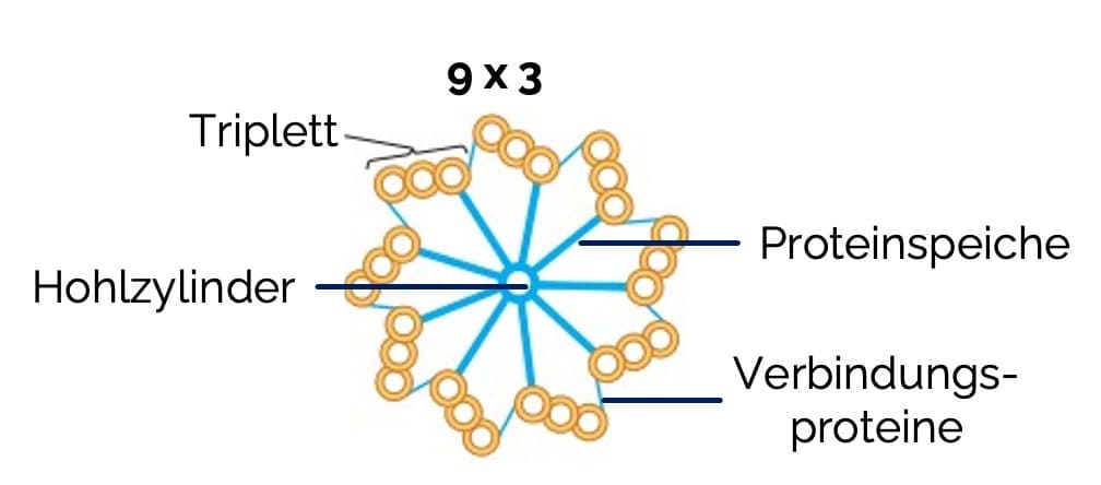 Mikrotubuli als Bausteine von Basalkörper und Zentriolen