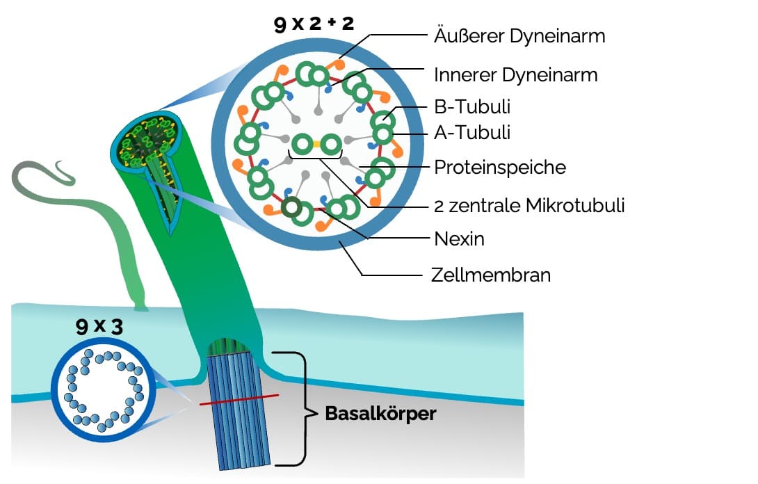 Mikrotubuli als Bestandteil von Kinozilien und Geißeln