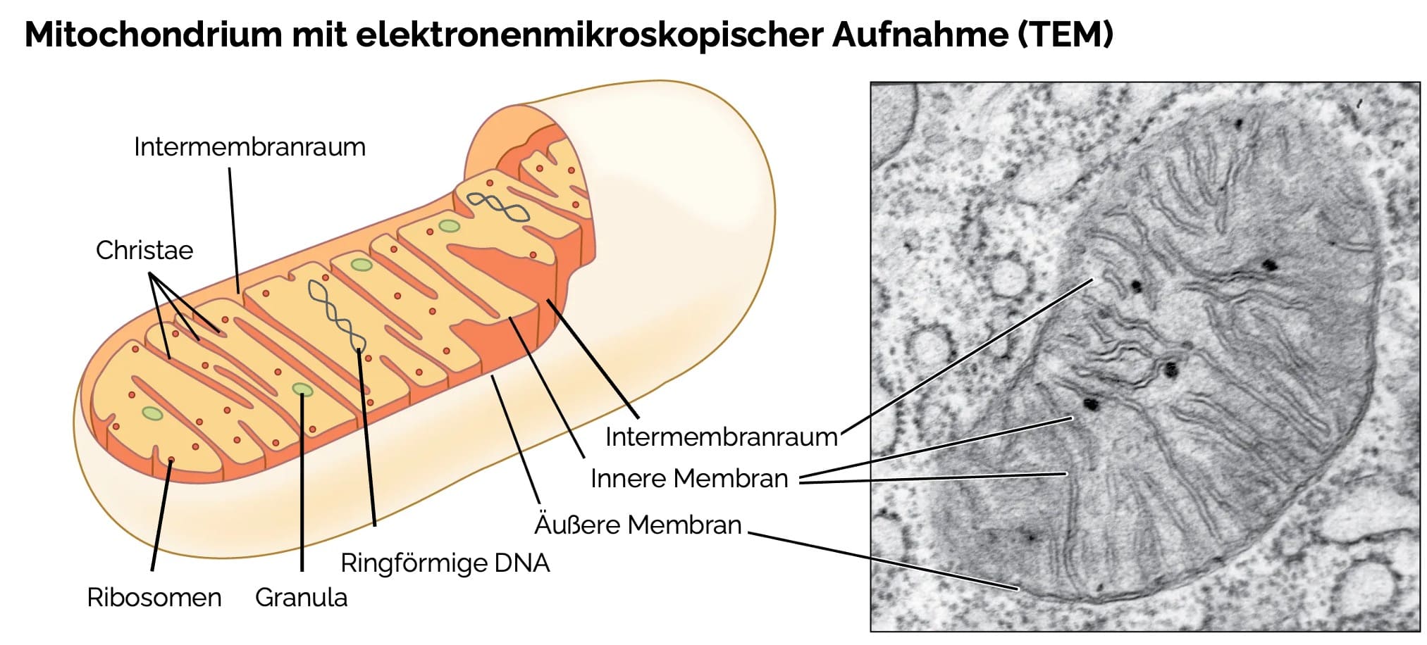 Mitochondrium mit elektronenmikroskopischer Aufnahme (TEM)