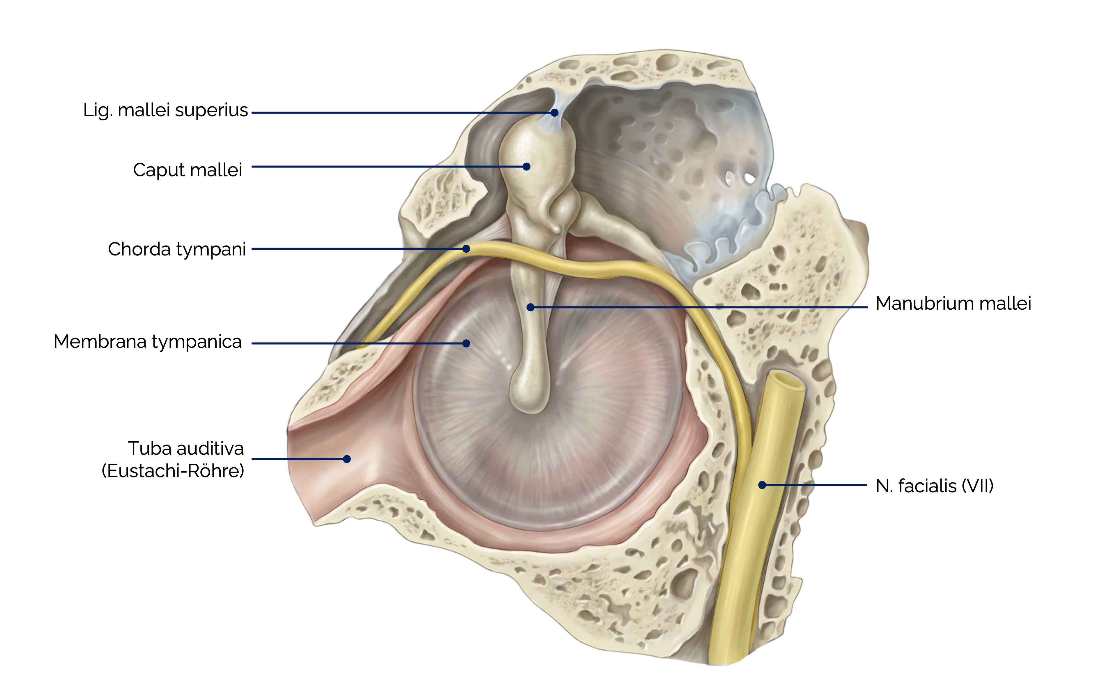 Mittelohr (Ansicht auf Trommelfell von medial)