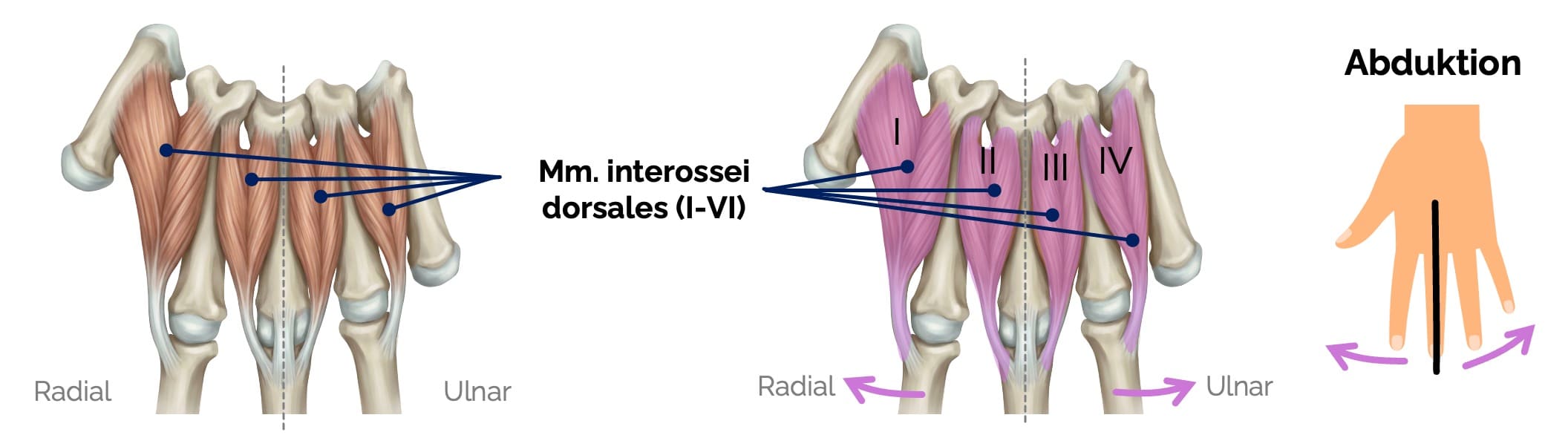 Muskeln des Mesothenars