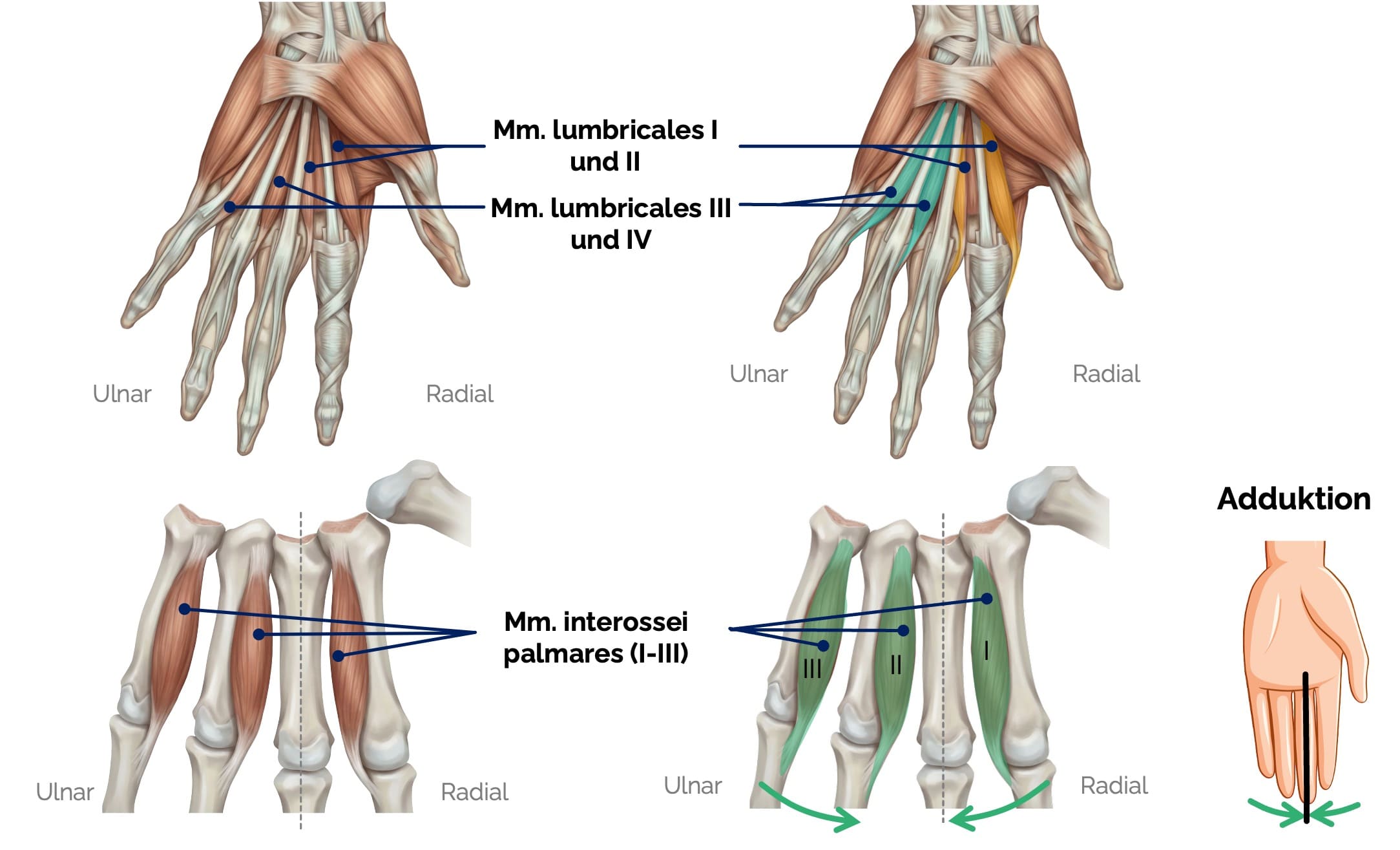 Muskeln des Mesothenars