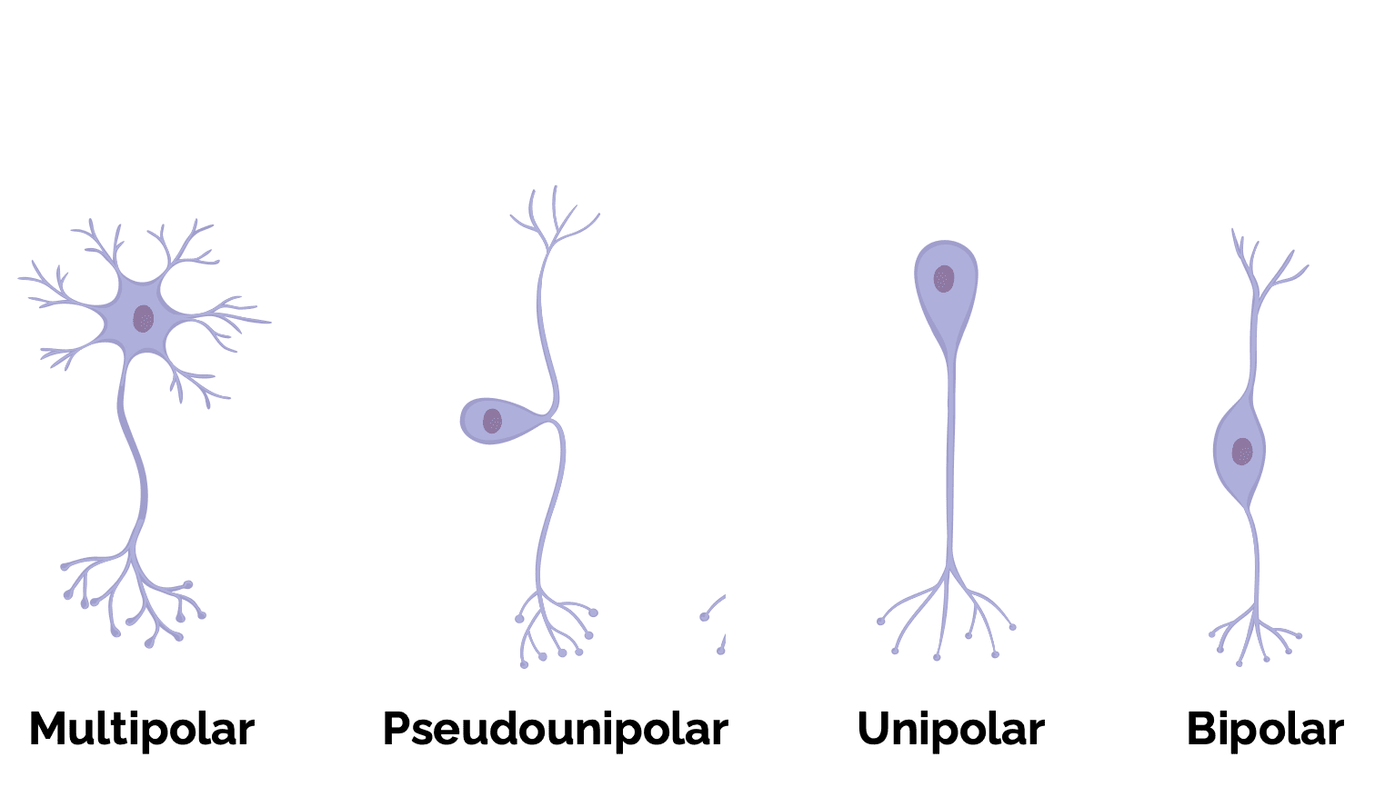 Morphologie von Nervenzellen