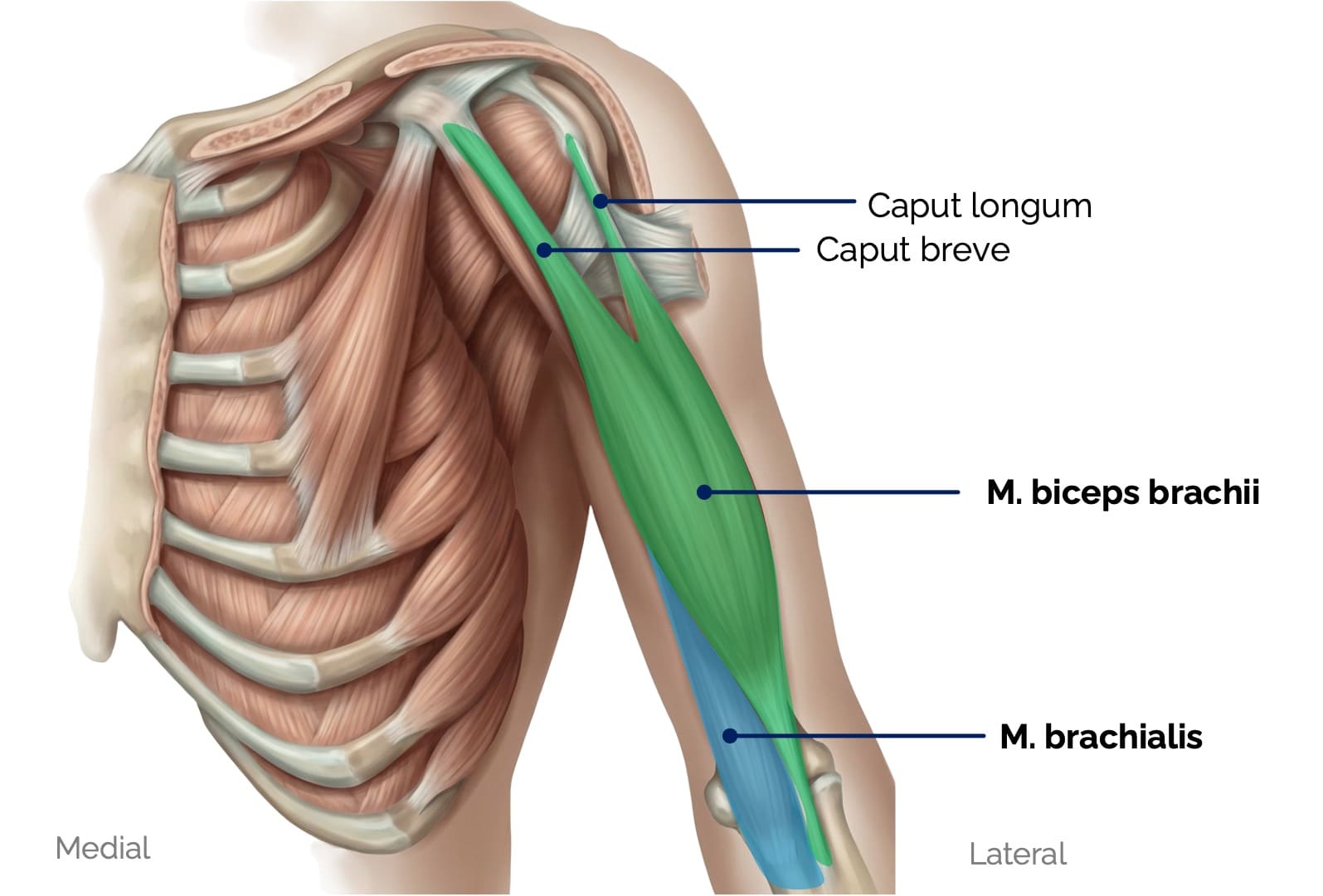 M. biceps brachii und M. brachialis