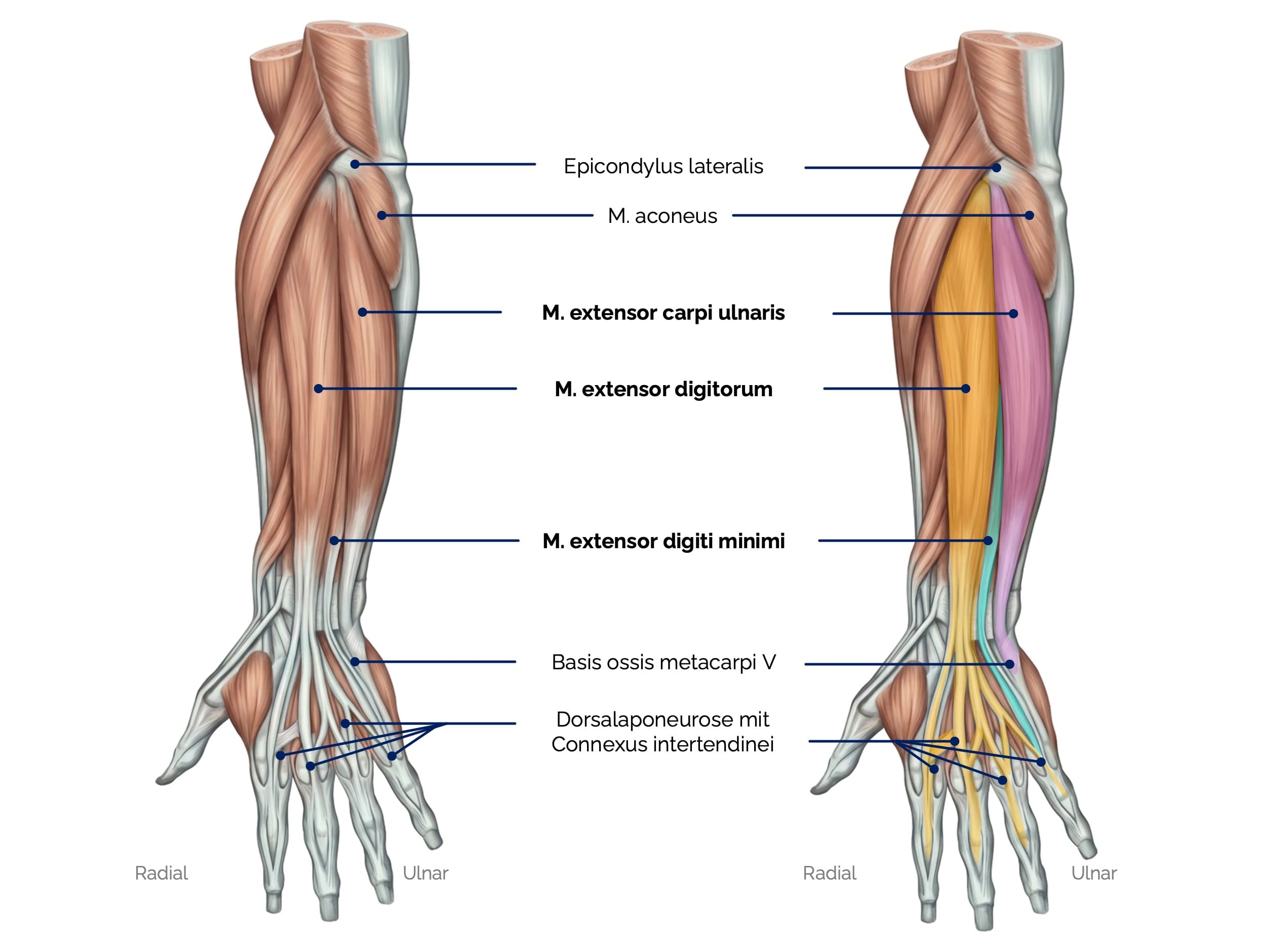 Oberflächliche Extensoren