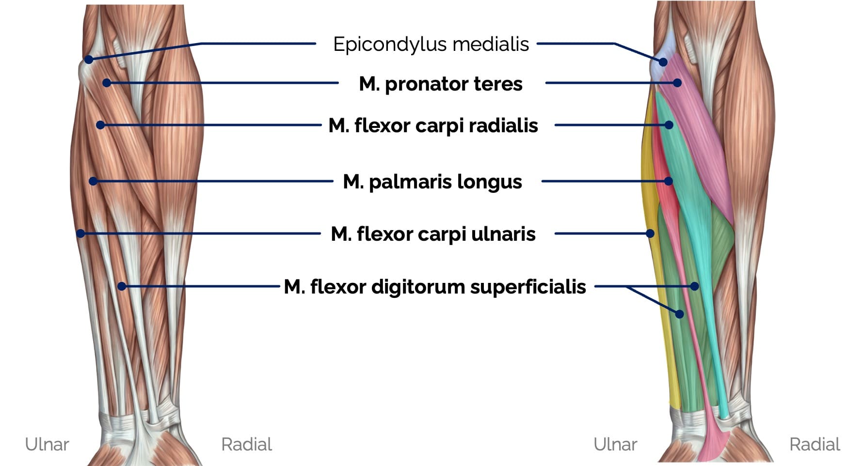 Oberflächliche Flexoren