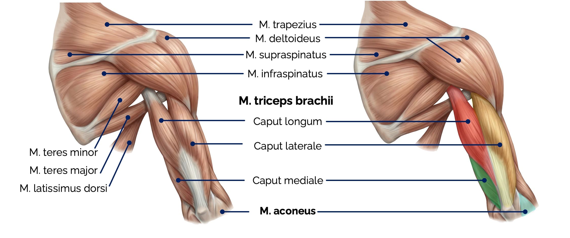 M. triceps brachii und M. anconeus