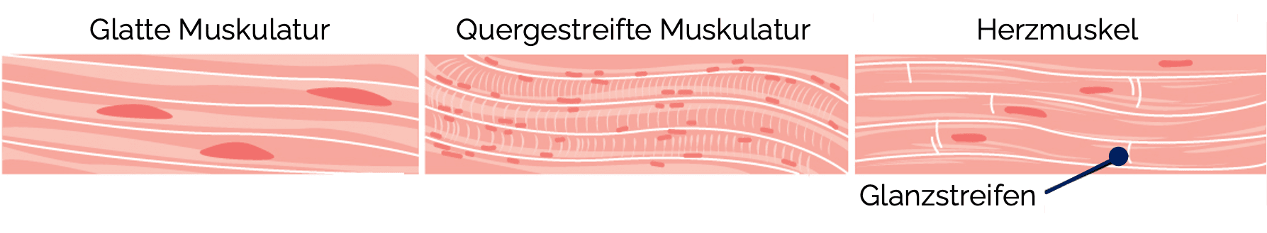 Muskelgewebe: Einteilung