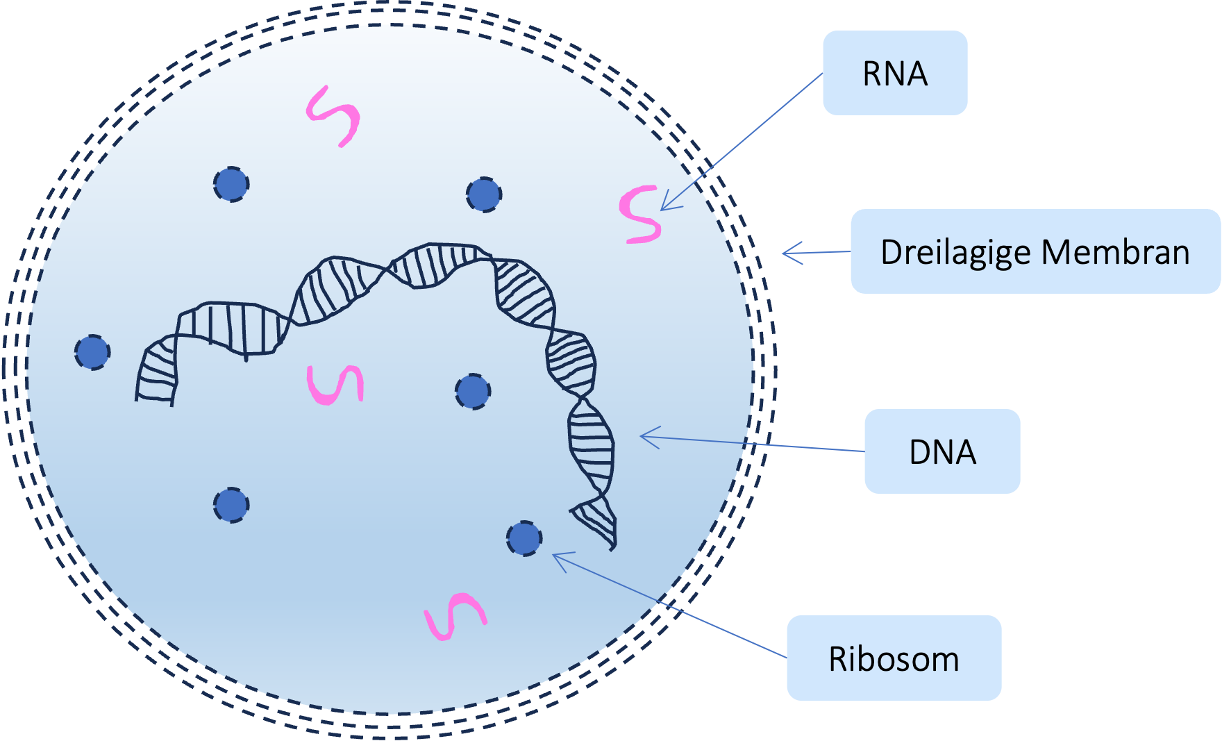 Mycoplasma Aufbau