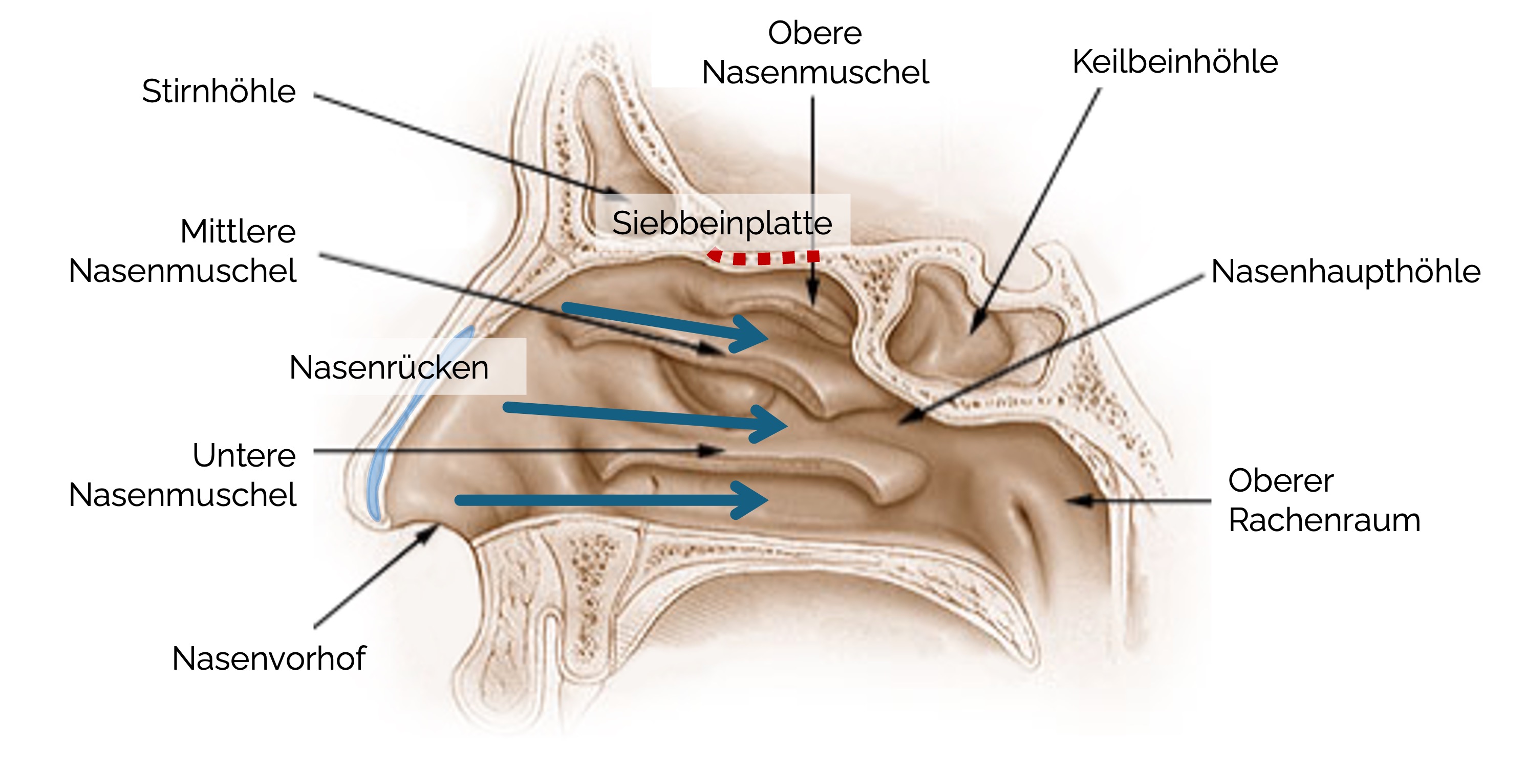 Nase Anatomie