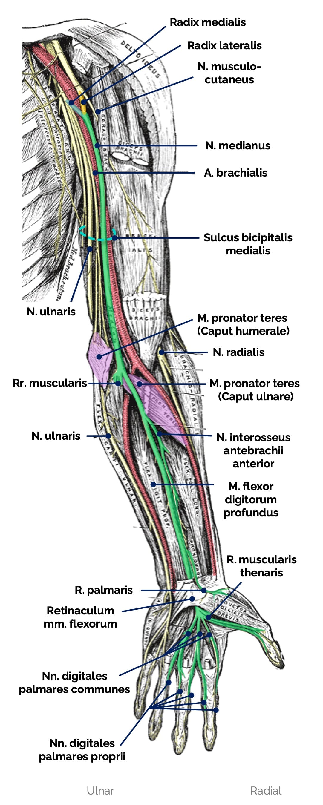 Nervus medianus