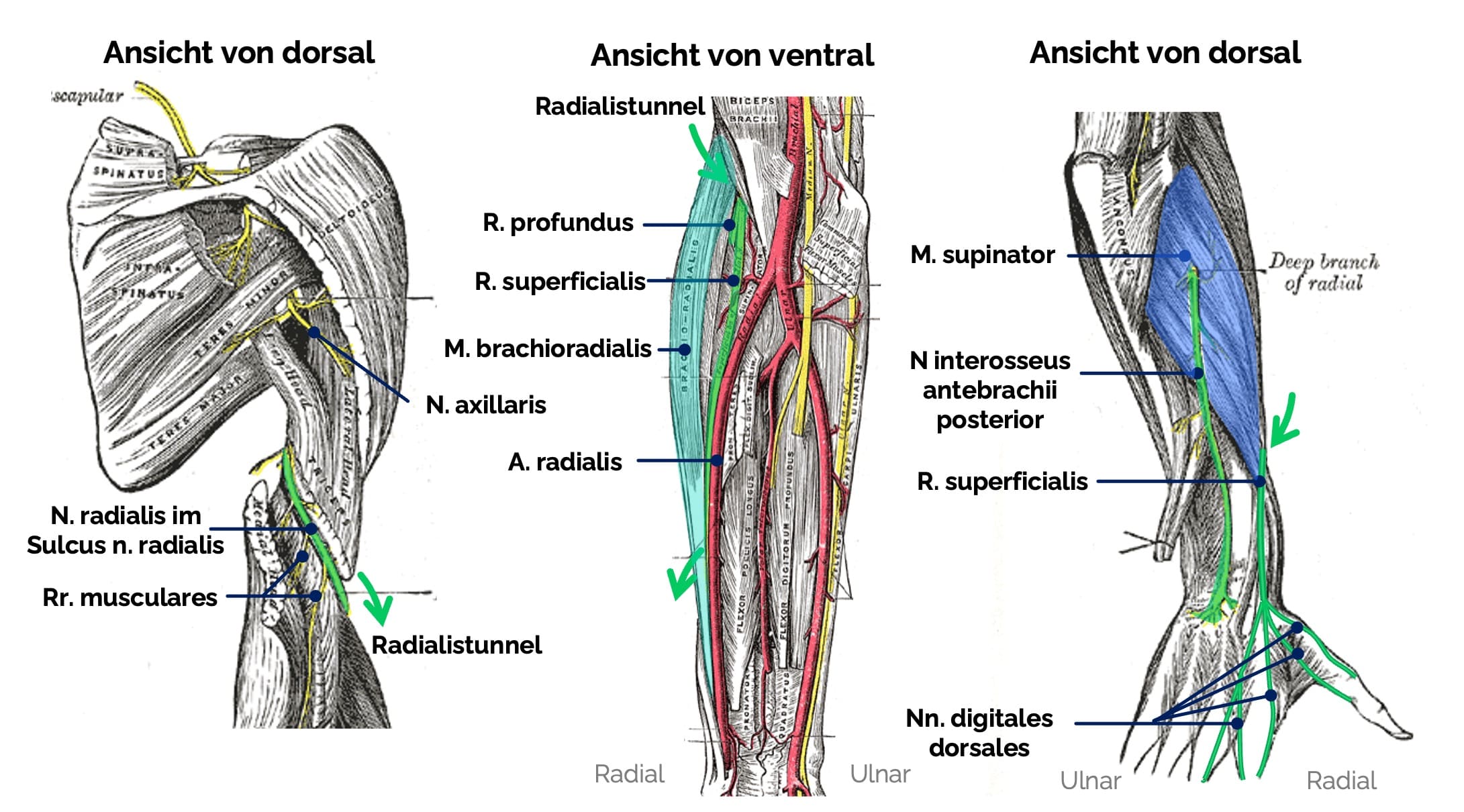 Nervus radialis