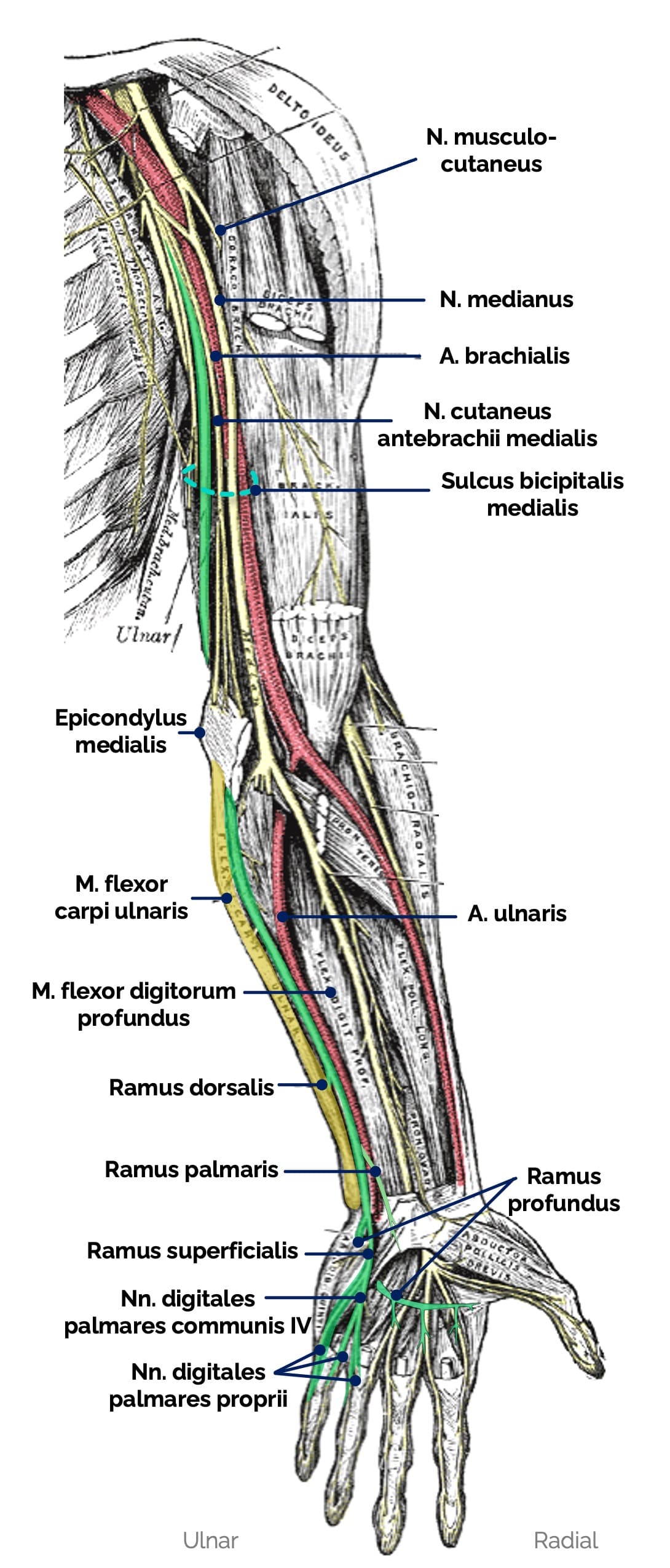 Nervus ulnaris