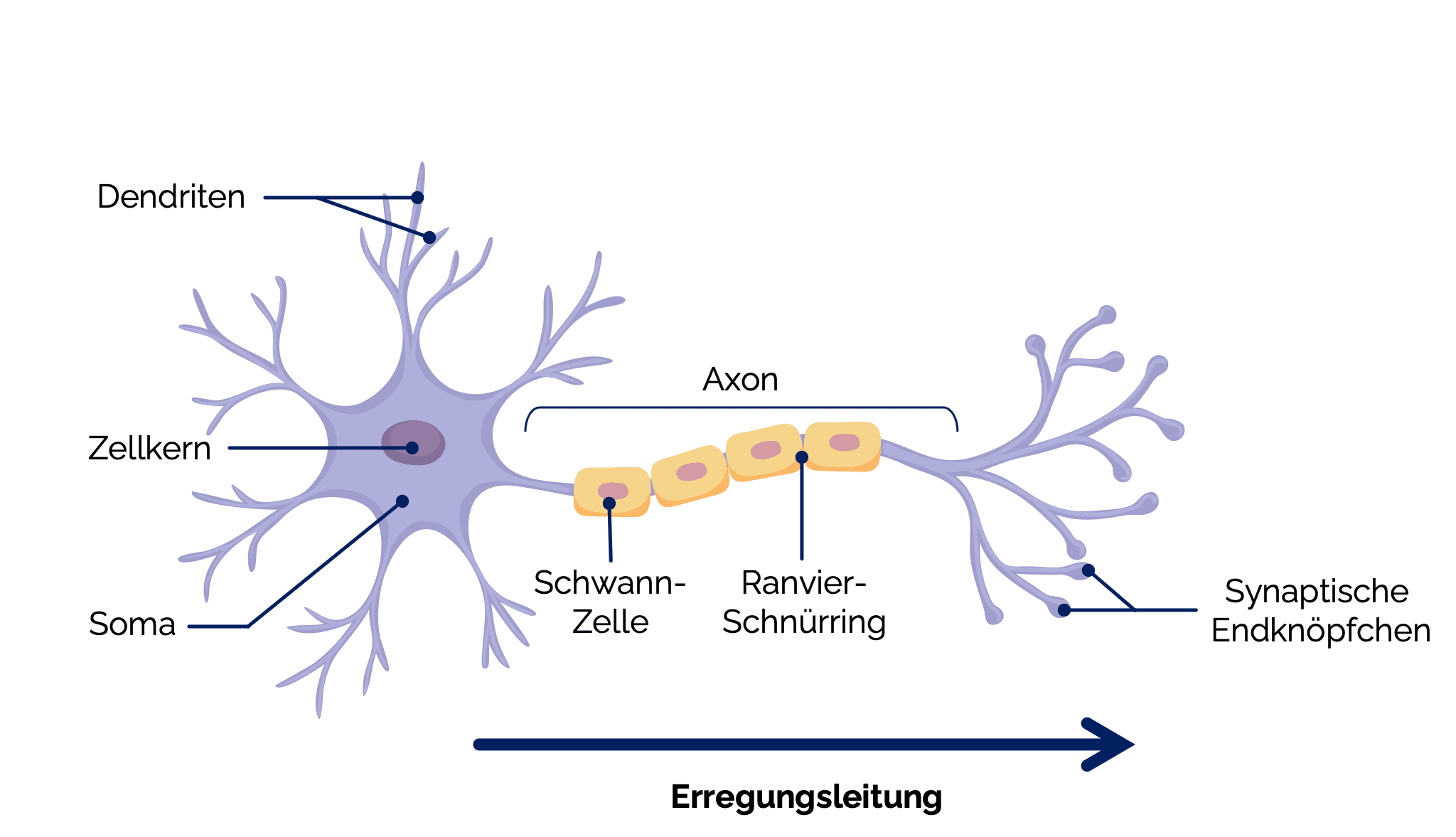 Neurone (Nervenzellen)