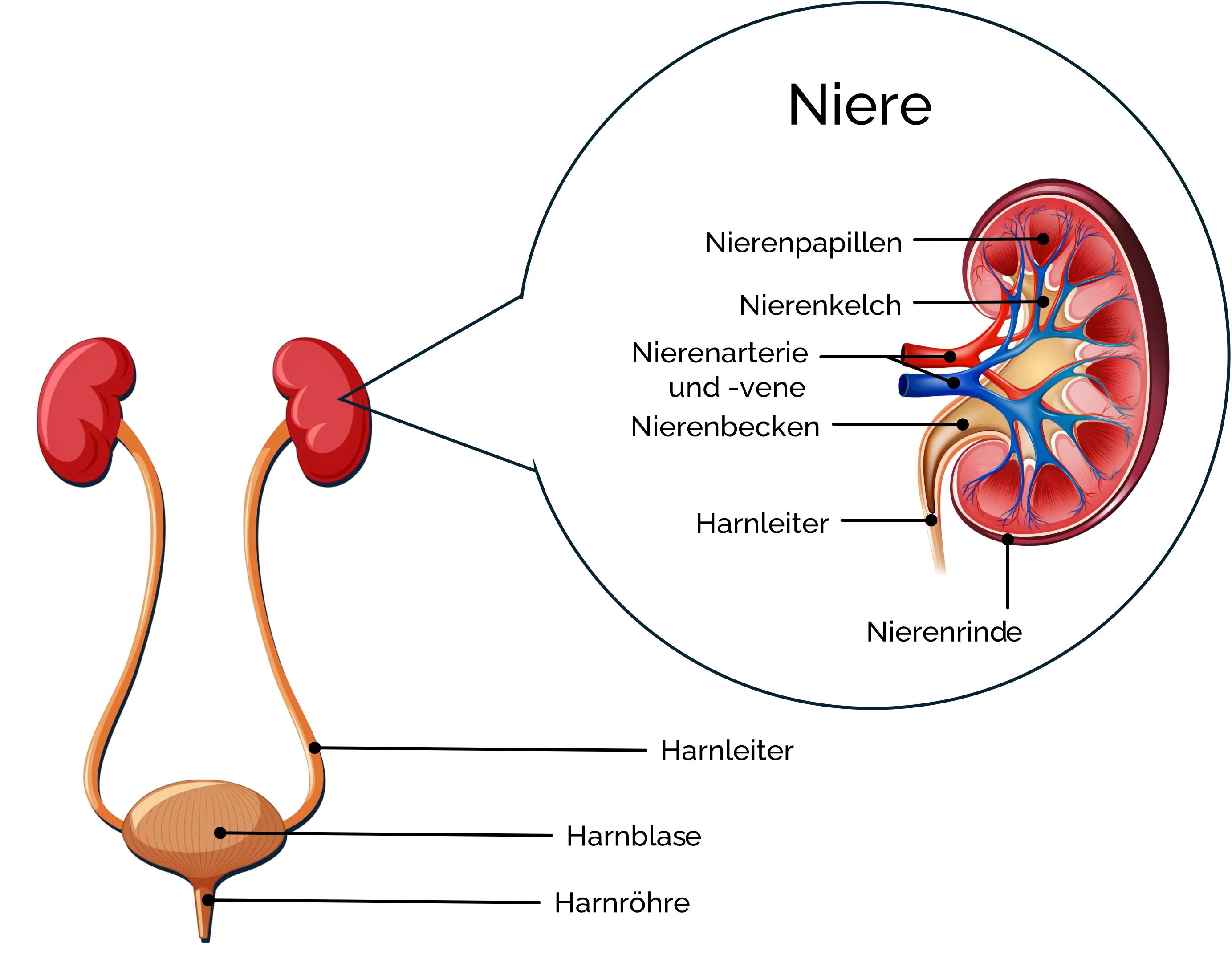 Aufbau Harnsystem