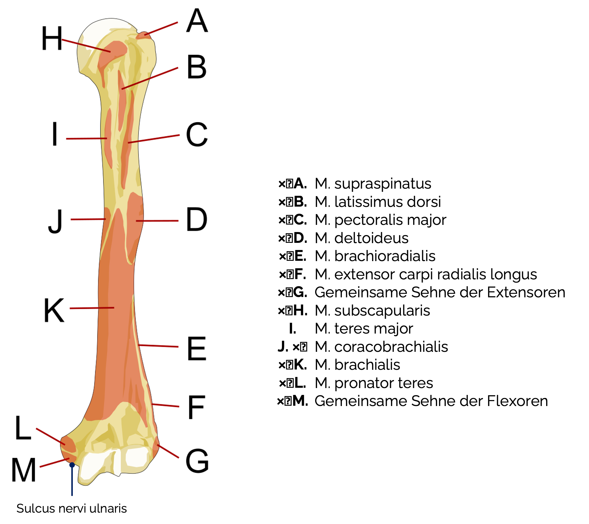 Oberarmknochen (Humerus)