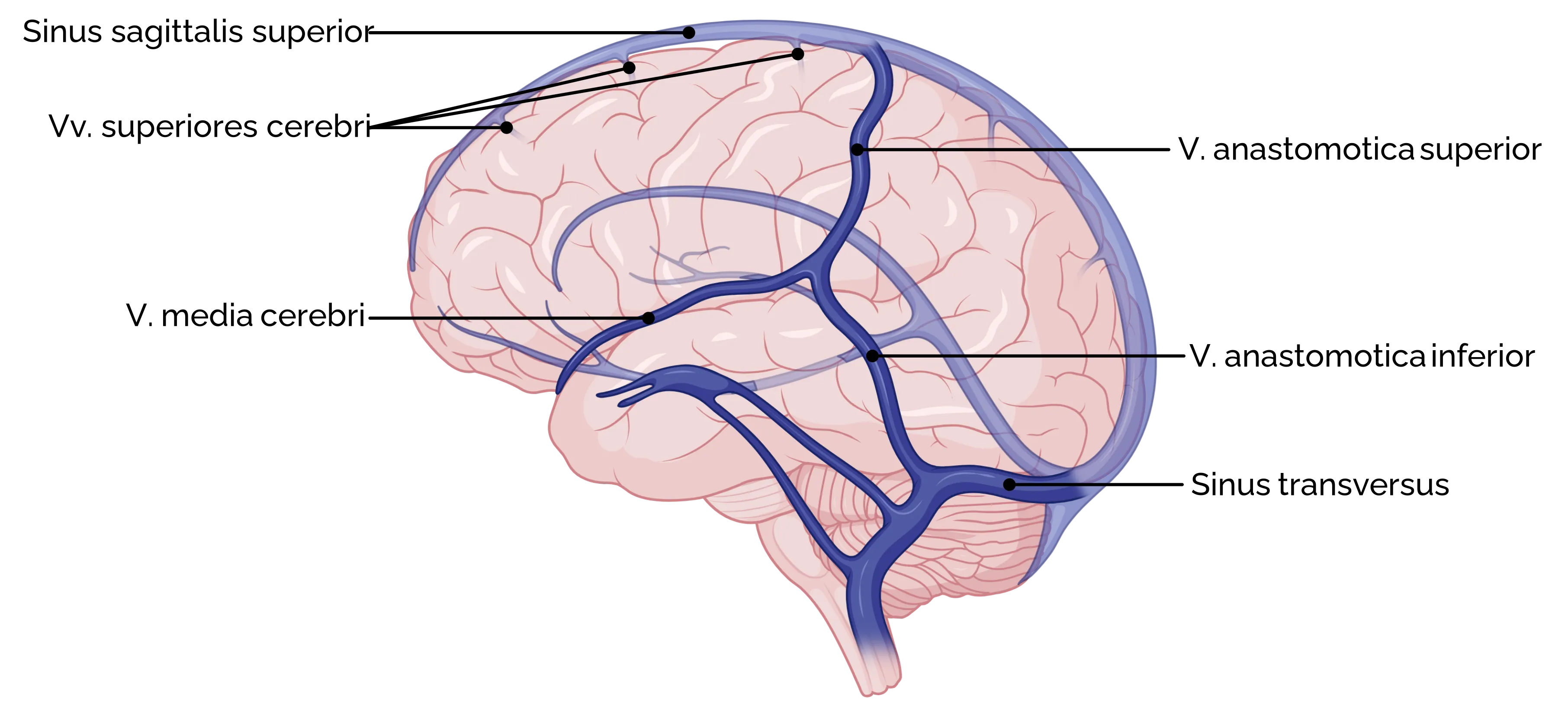 Oberflächliche Hirnvenen (Ansicht von lateral)