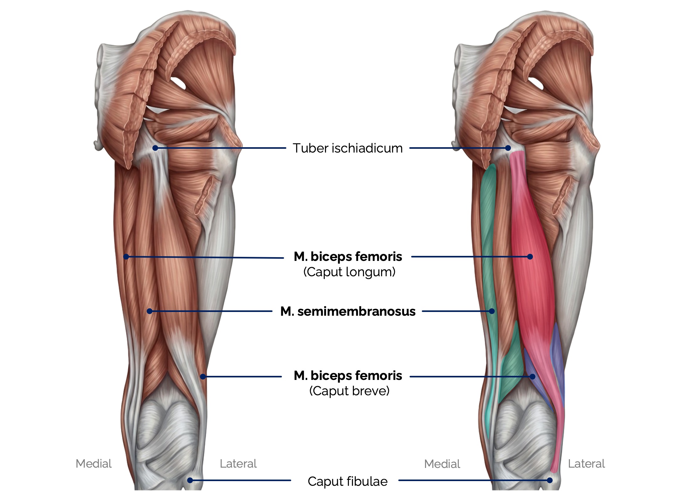 Dorsale Oberschenkelmuskeln