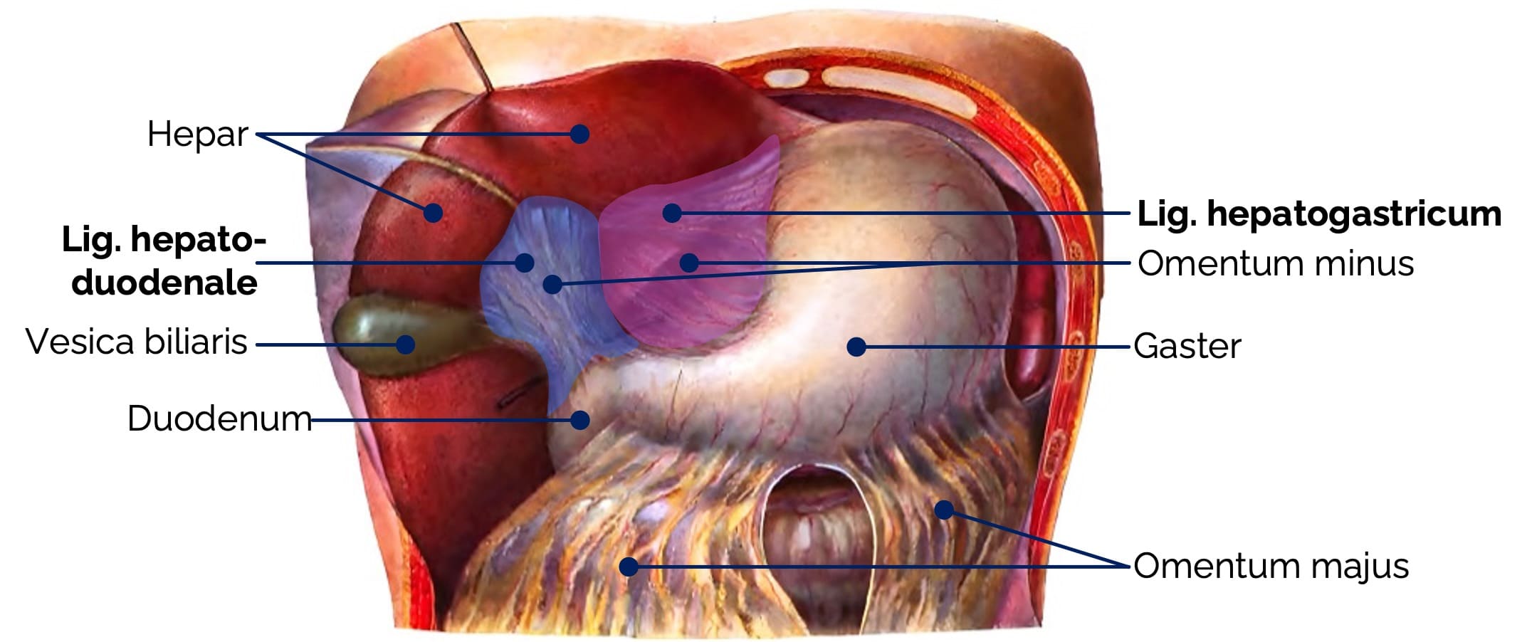 Omentum minus der Leber