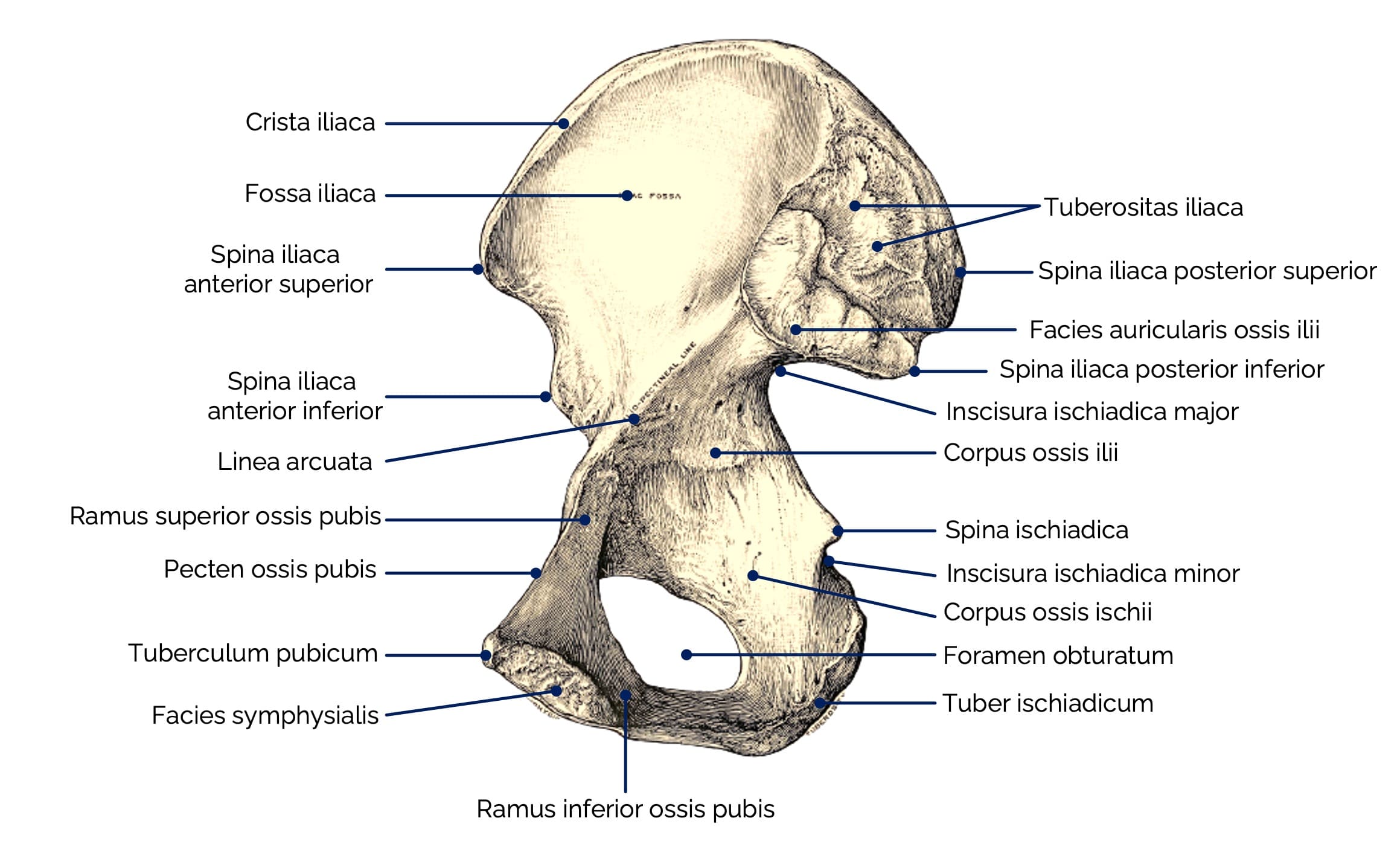 Ansicht des rechten Os coxae von medial