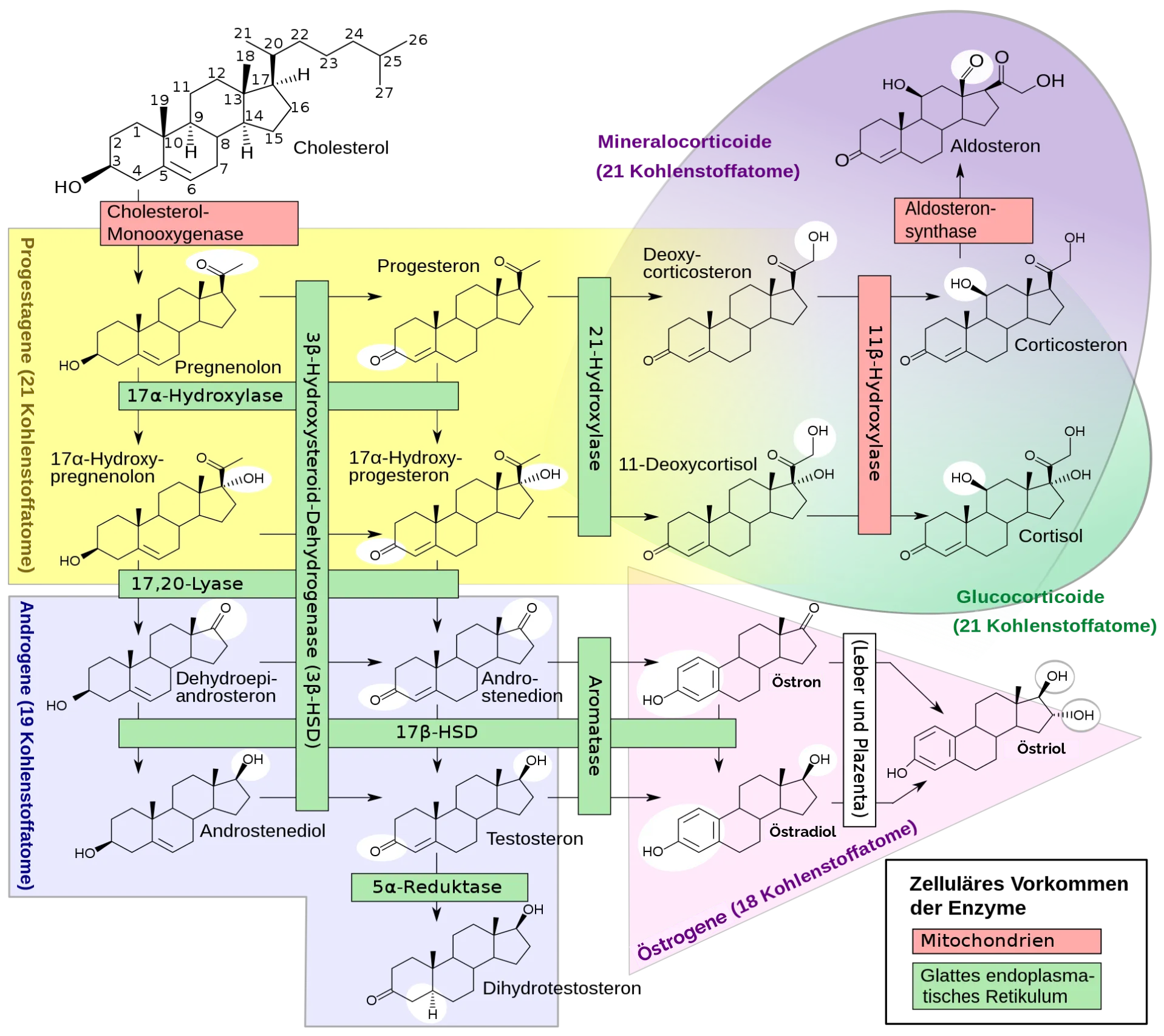 Östrogene - Synthese