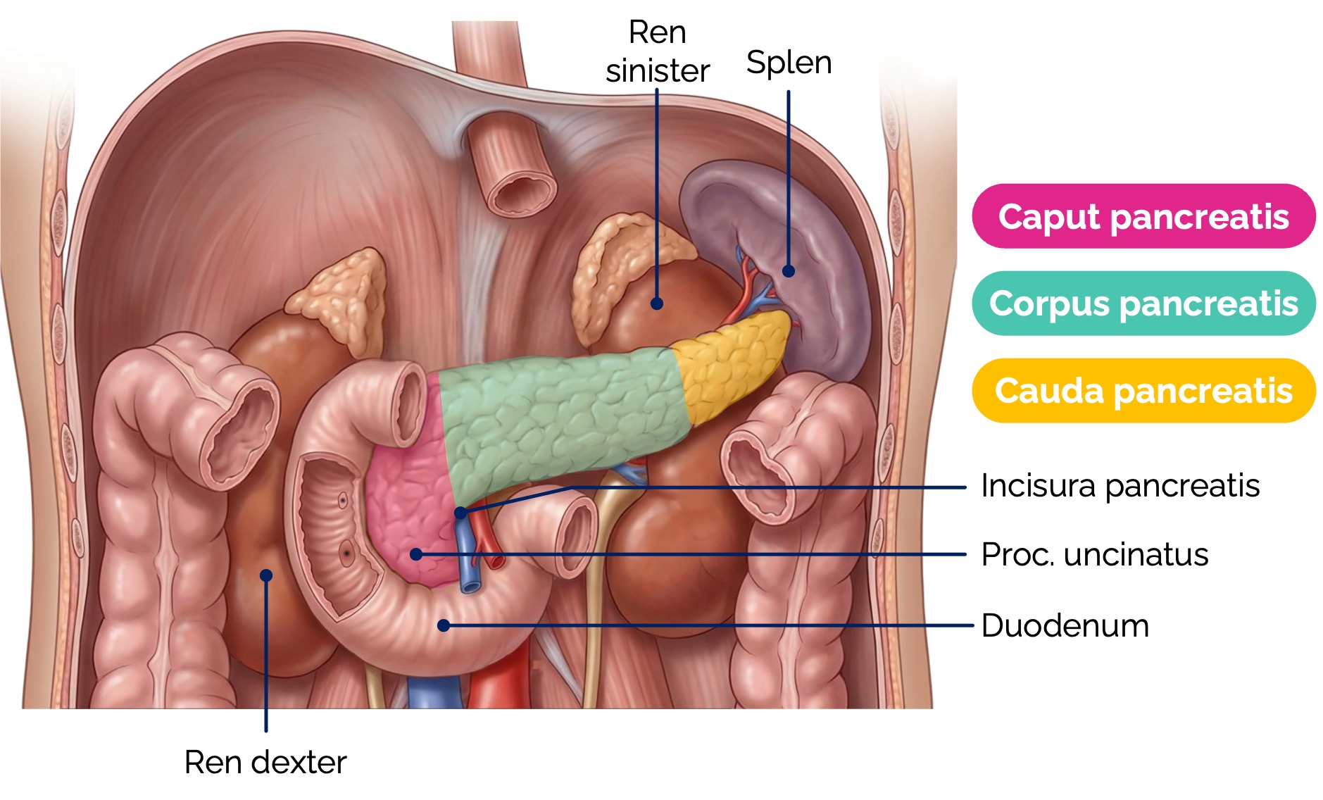 Pankreas – Lage, Abschnitte und topographische Beziehungen