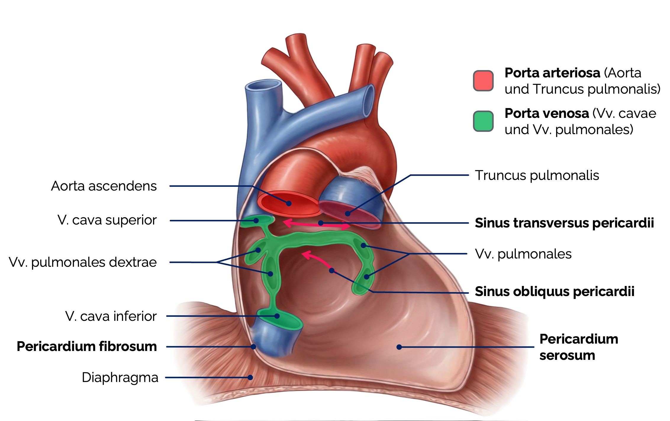 Perikard (Herzbeutel)