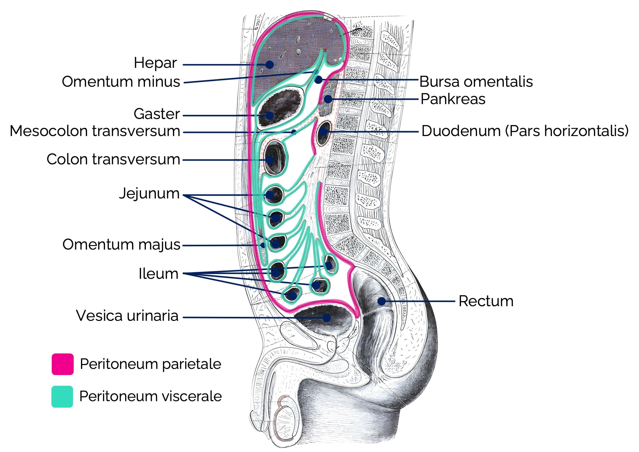 Peritoneum (Bauchfell)