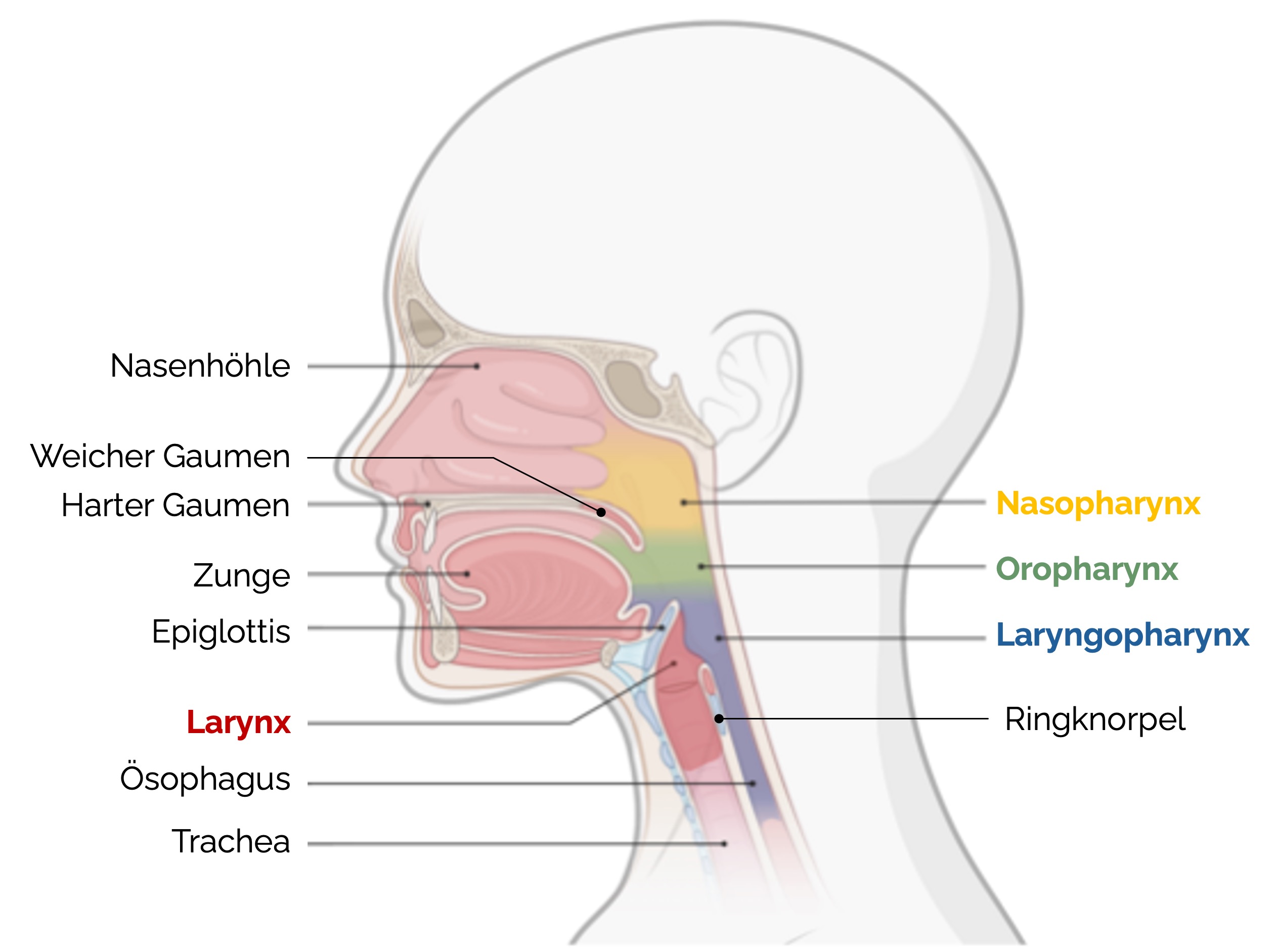 Rachen (Pharynx) Anatomie