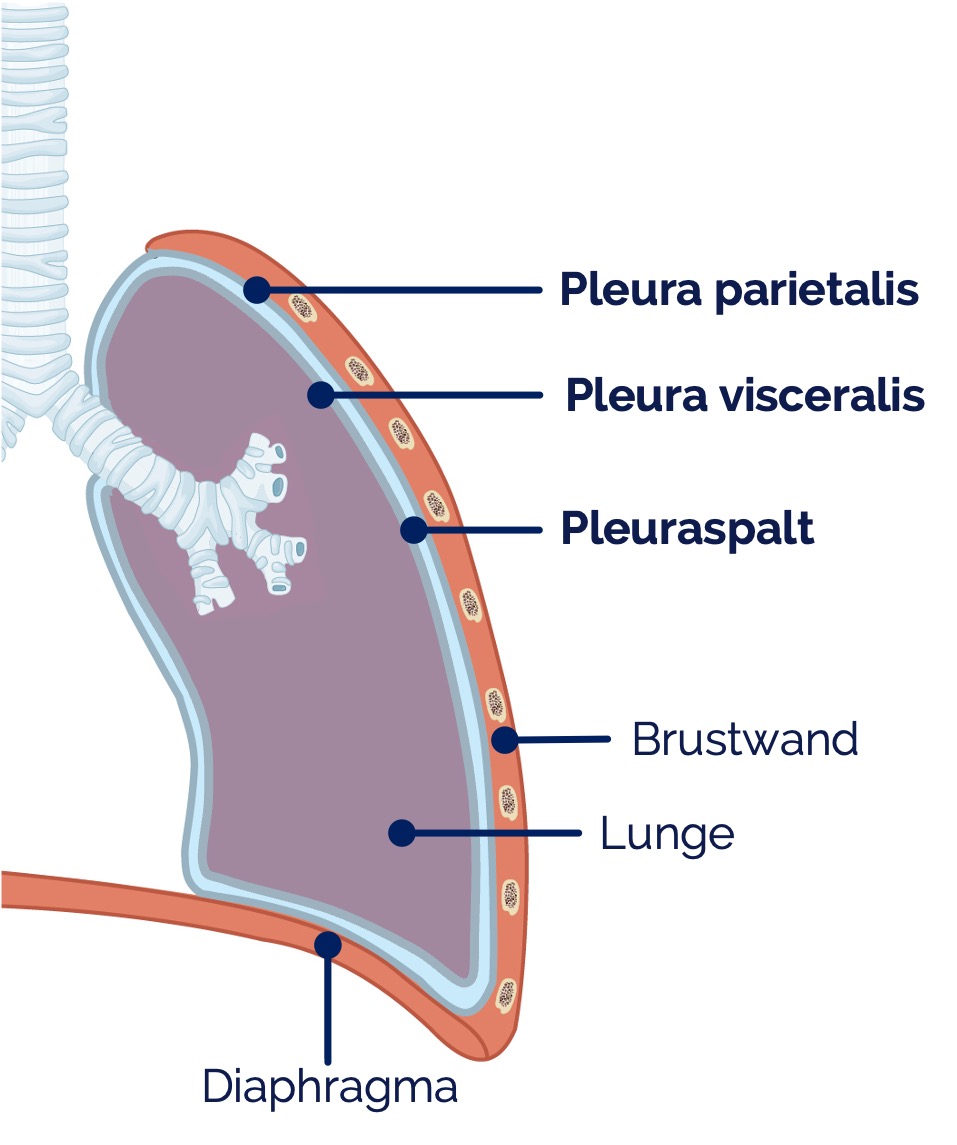 Pleura Anatomie