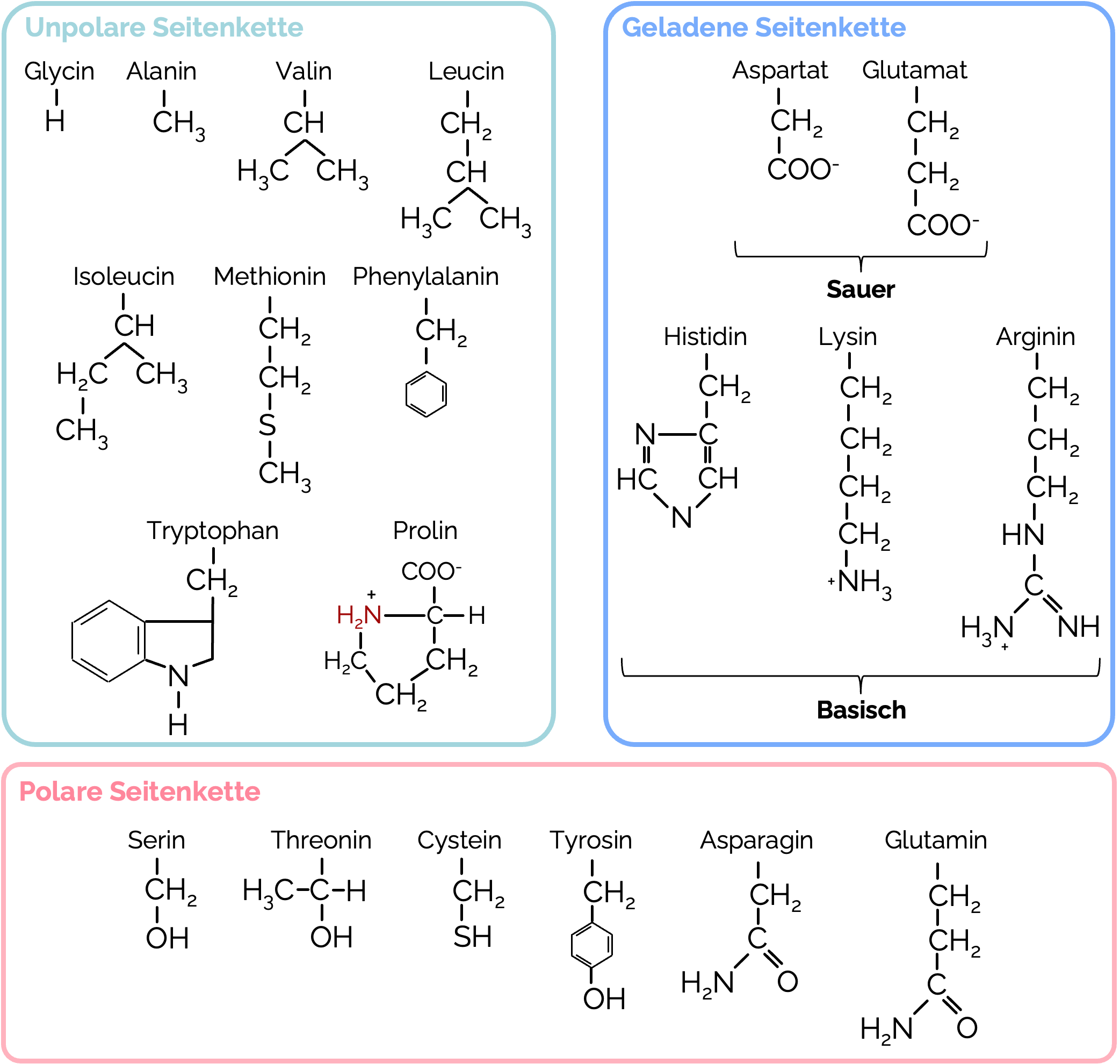 Proteinogene Aminosäuren