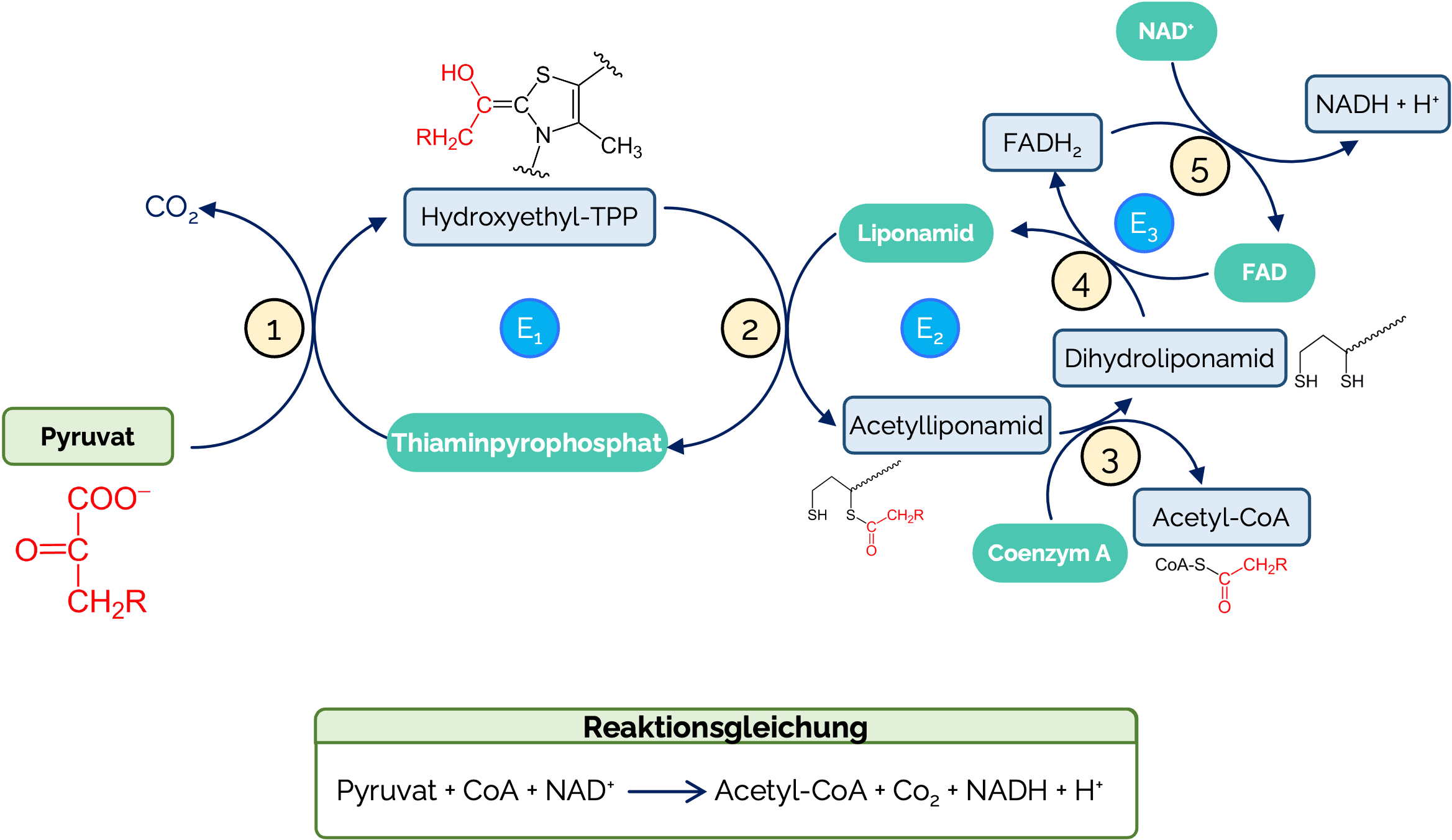 Pyruvat-Dehydrogenase-Komplex: Schritte