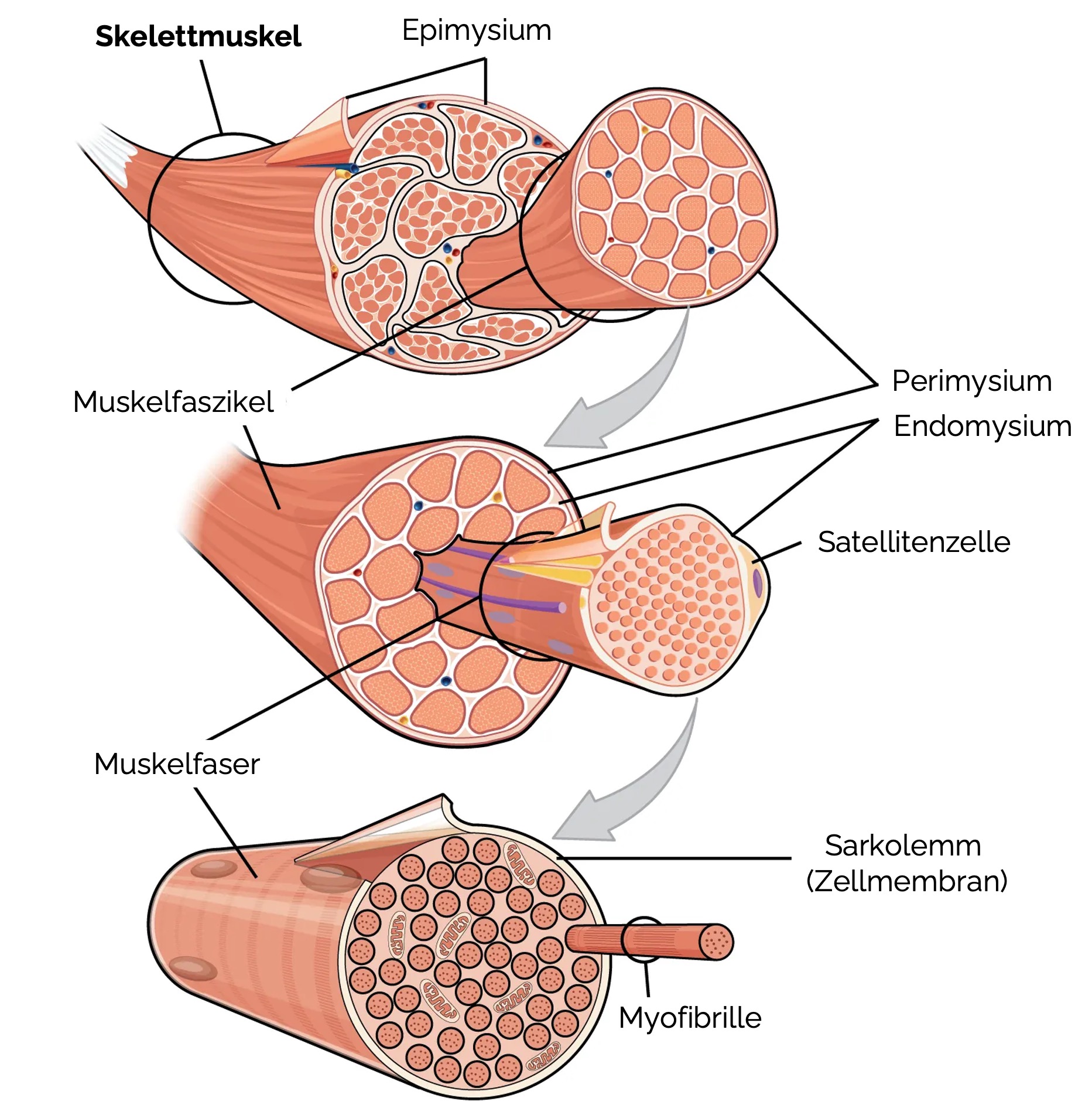 Quergestreifte Muskulatur