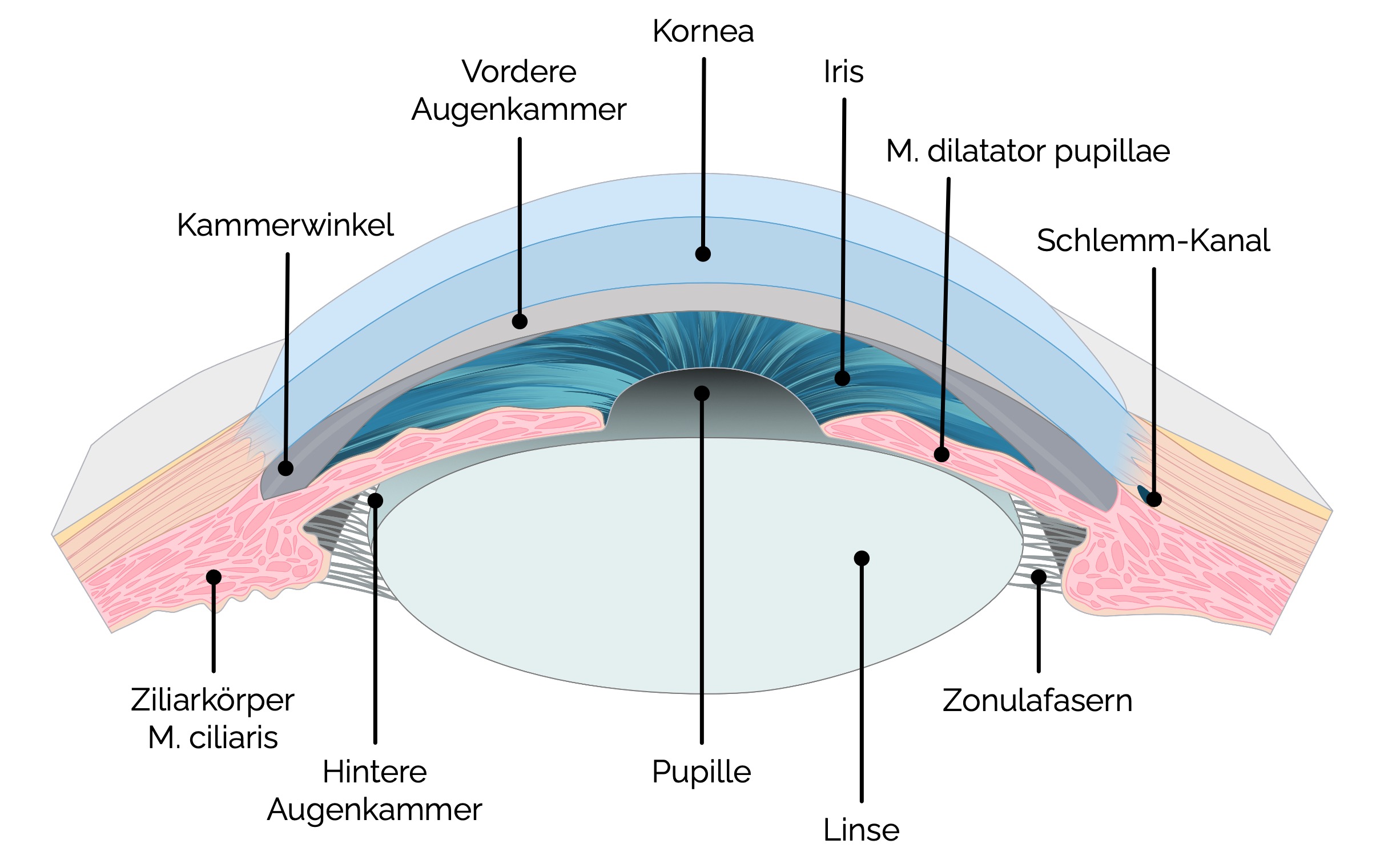 Querschnitt des vorderen Augenabschnittes