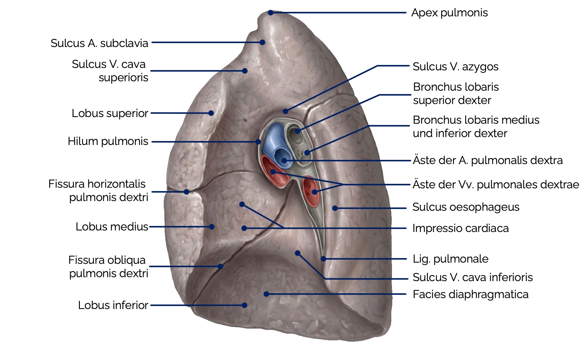 Rechte Lunge (Sicht von medial)