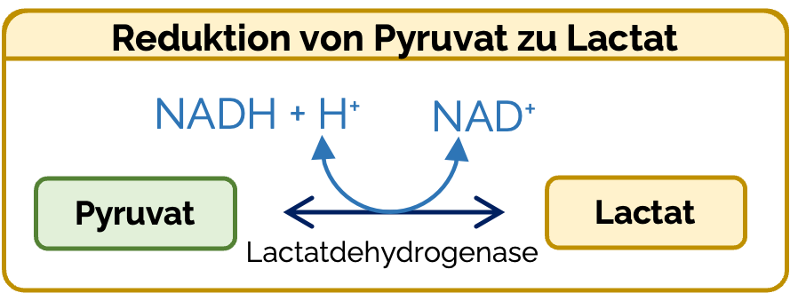 Reduktion von Pyruvat zu Lactat
