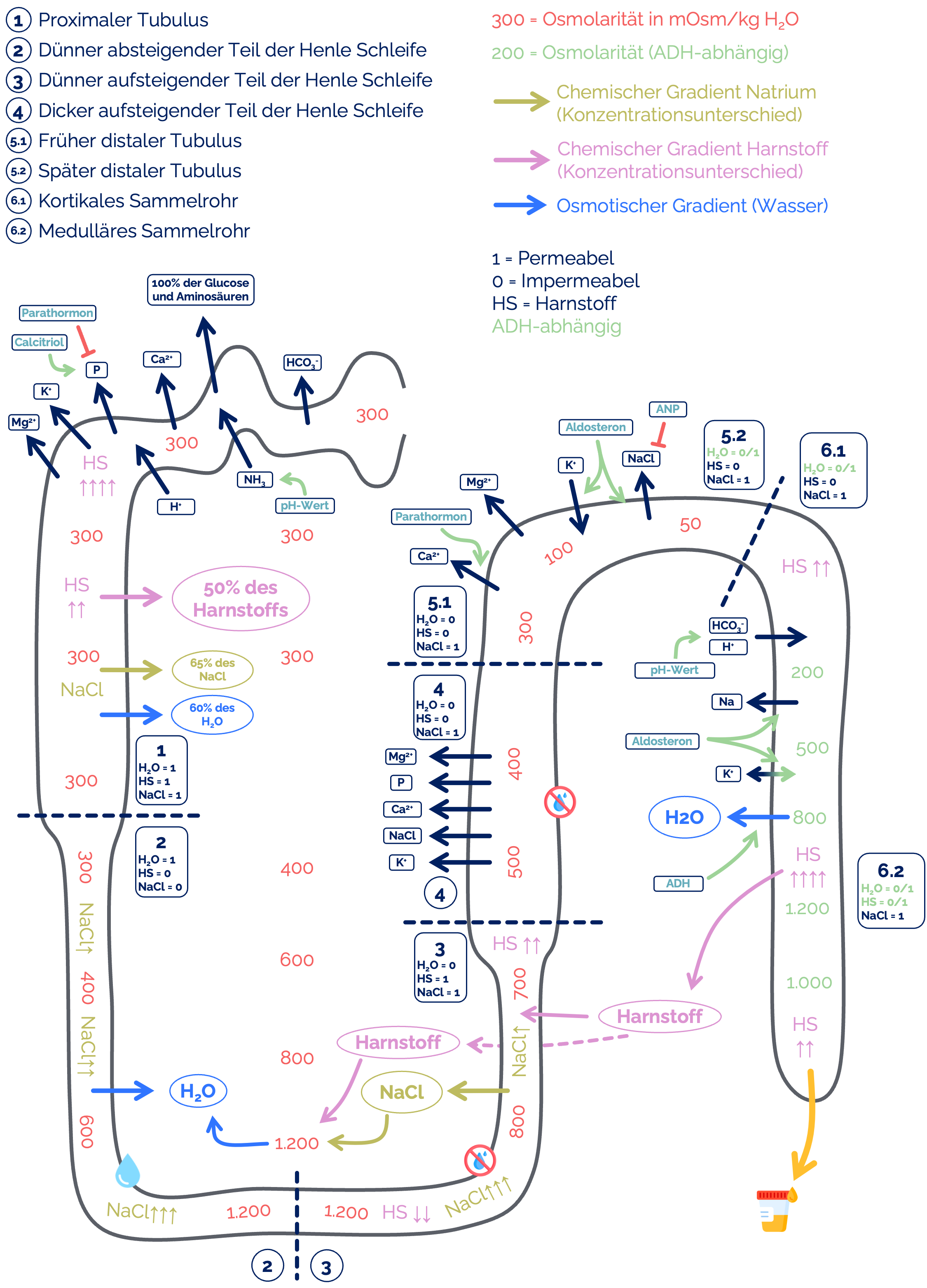 Resorptions- und Sekretionsprozesse der Nieren