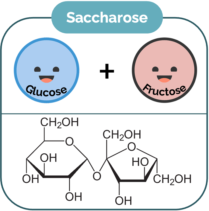 Saccharose