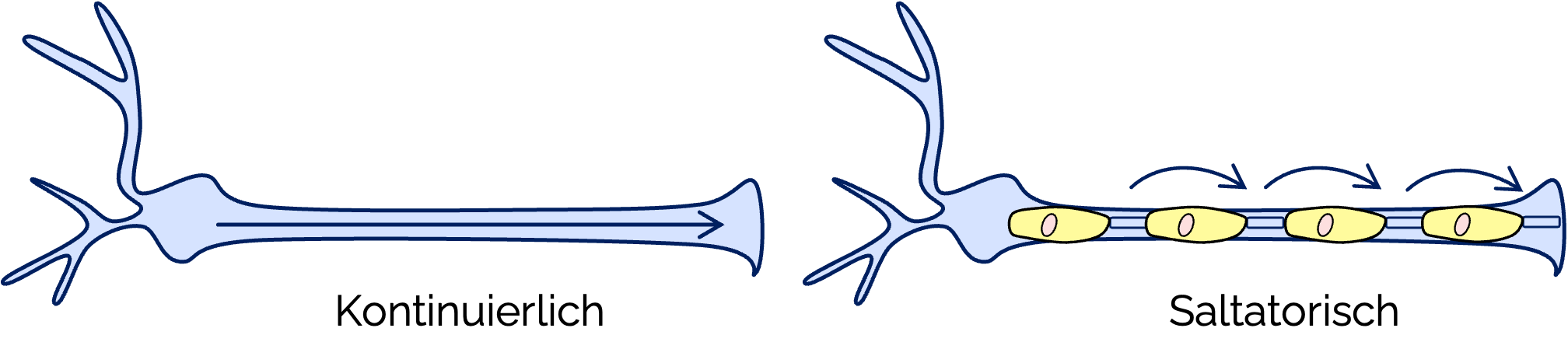 Passive Ausbreitung einer elektrischen Erregung