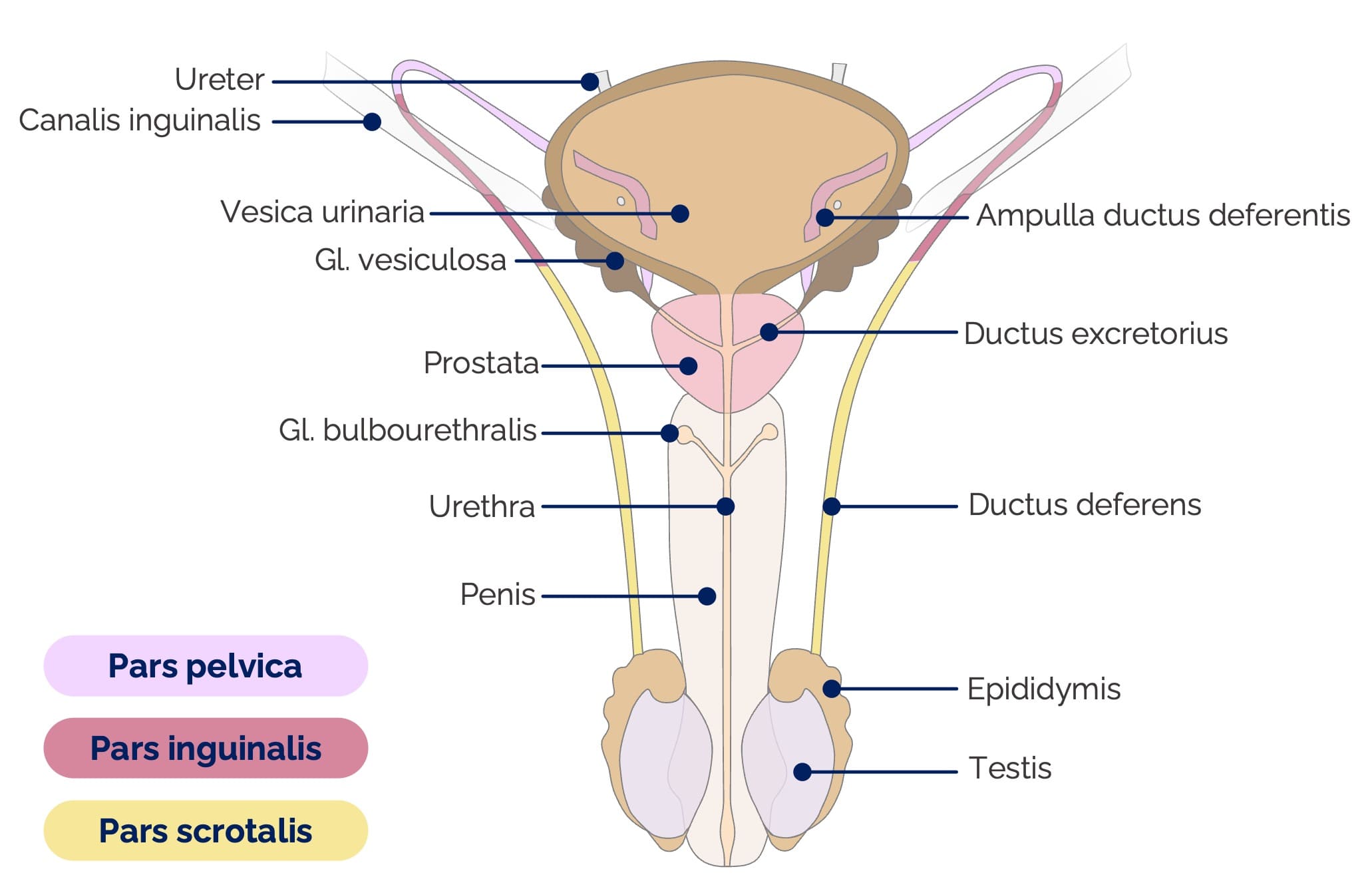 Samenleiter (Ductus deferens)