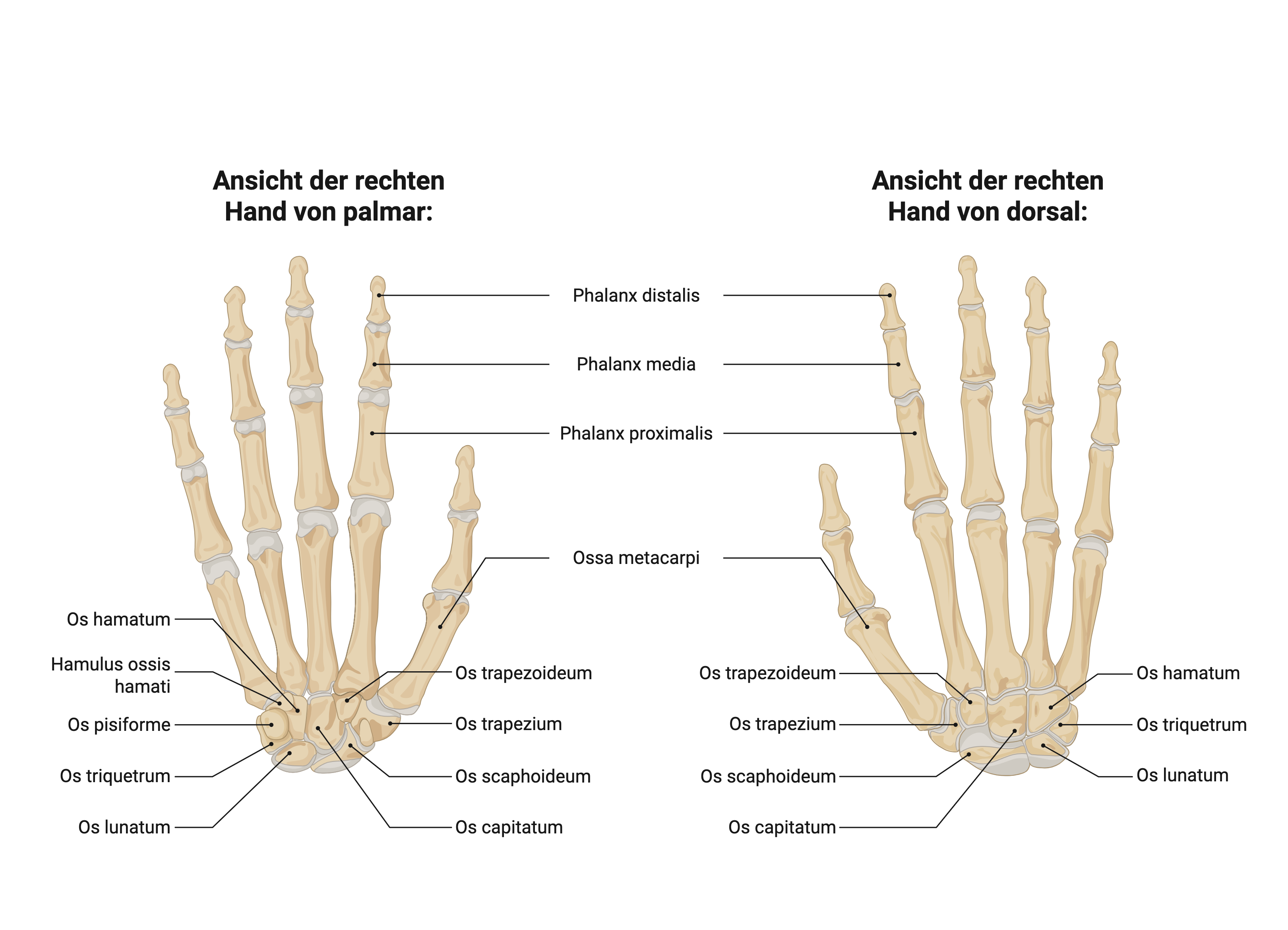 Handknochen (Ossa manus)