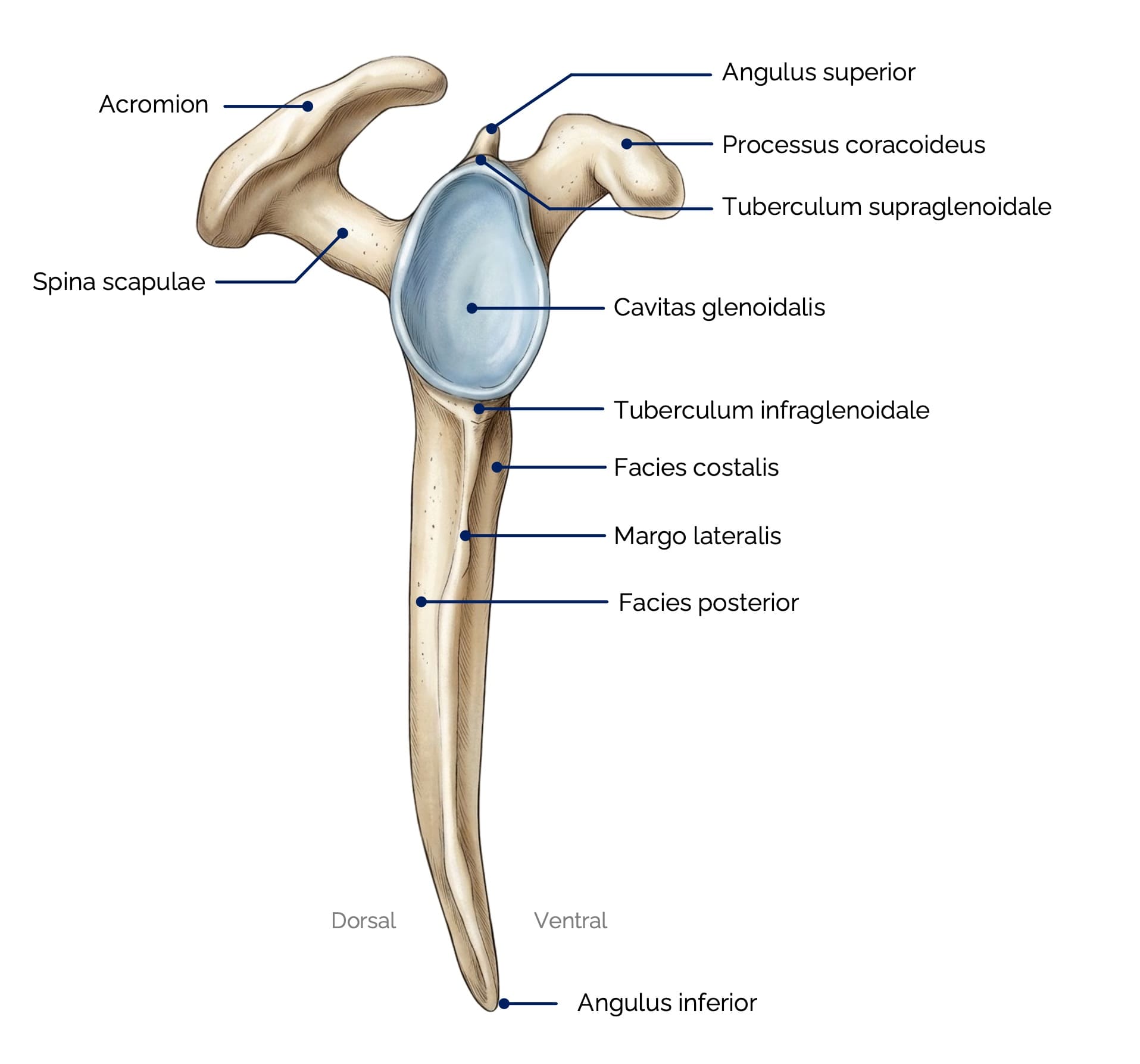Ansicht des rechten Schulterblatts (von lateral)