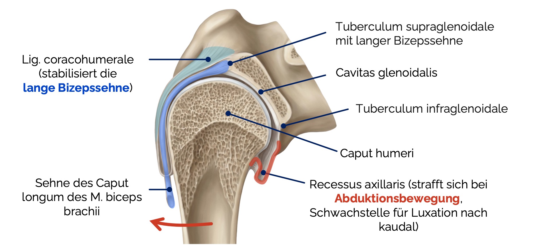 Schultergelenk (Articulatio humeri)