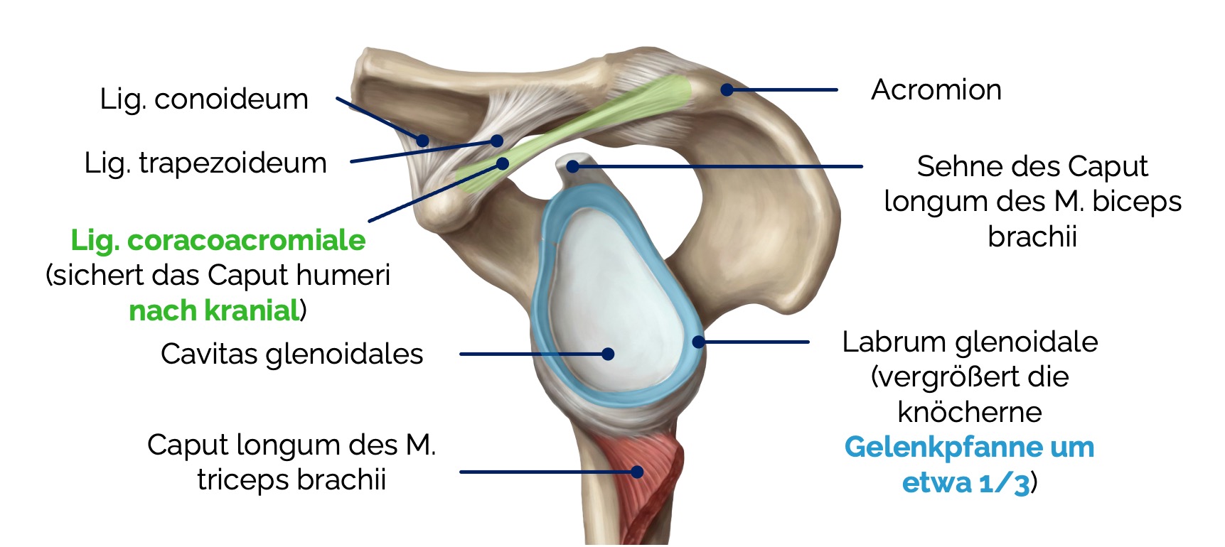 Schultergelenk (Articulatio humeri)