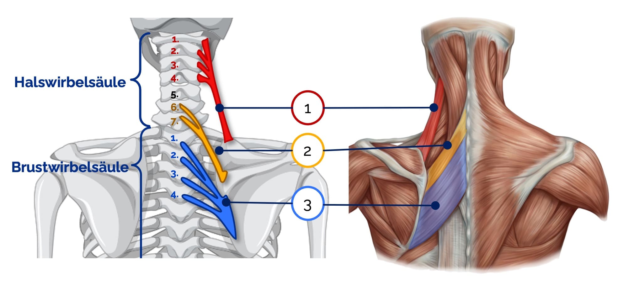 M. levator scapulae und Mm. rhomboidei