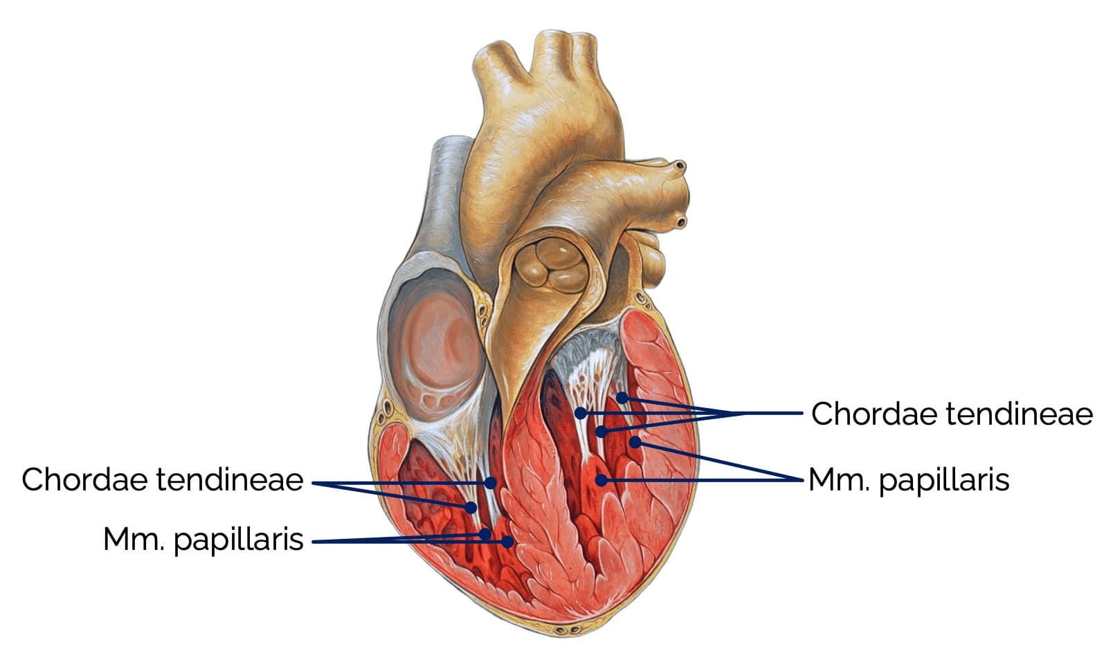 Sehnenfäden (Chordae tendinae)