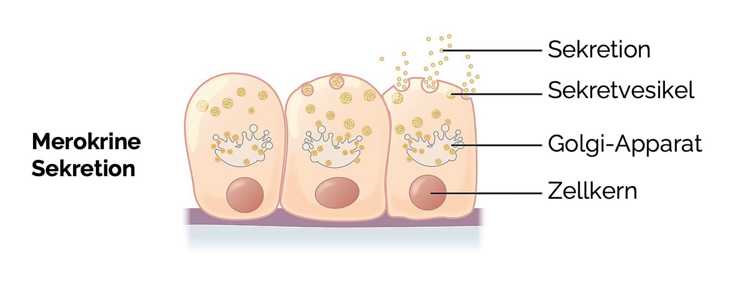 Merokrine Sekretion