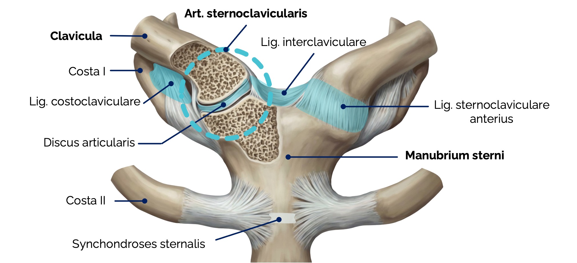 Sternoklavikulargelenk (Articulatio sternoclavicularis)