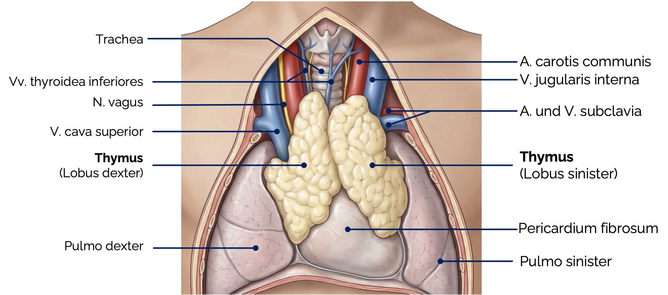 Thymus – Lagebeziehungen im oberen Mediastinum
