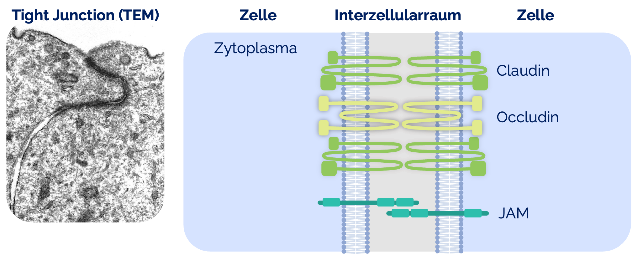 Tight Junction (Zonula occludens)